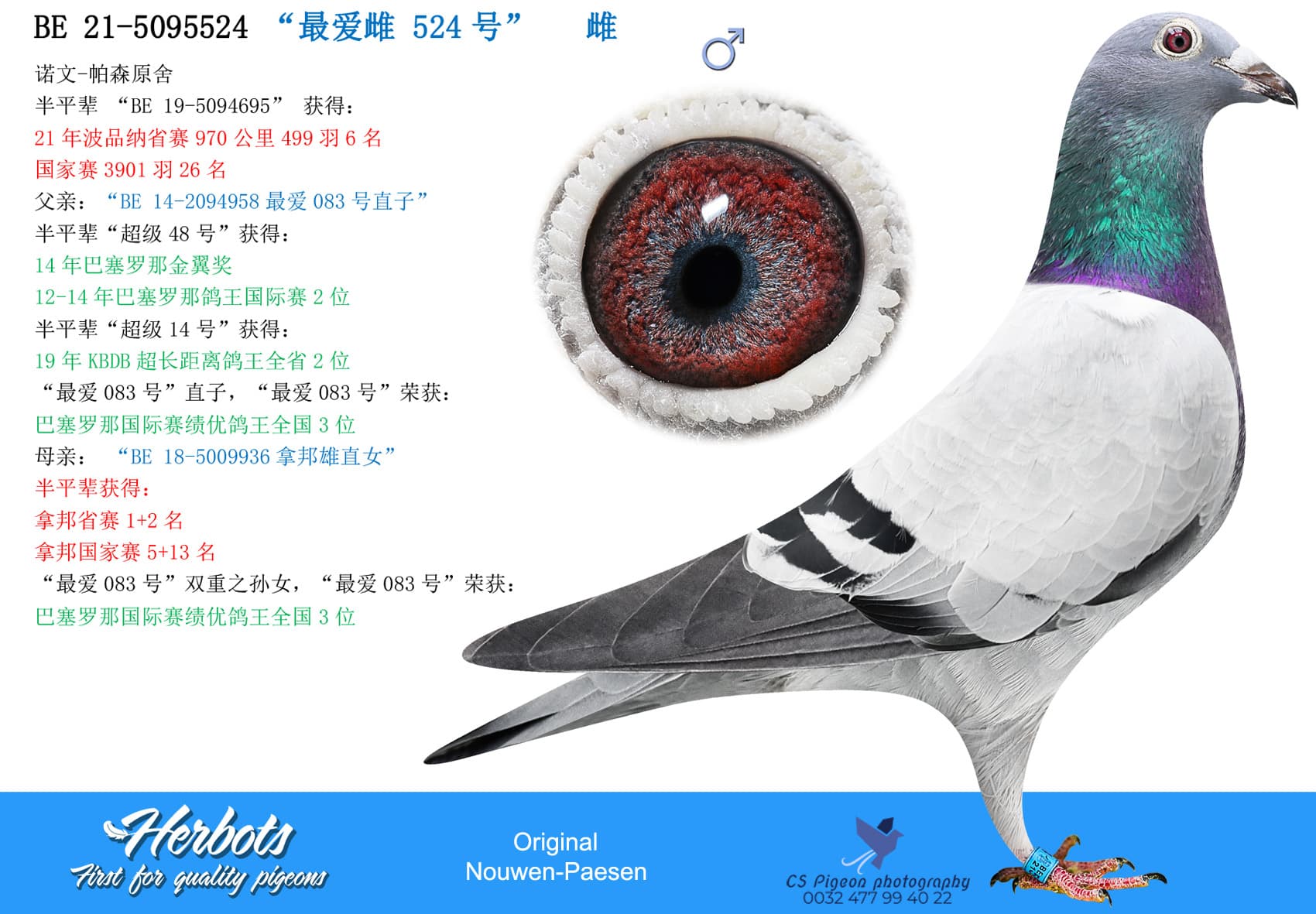 pigeon: undefined