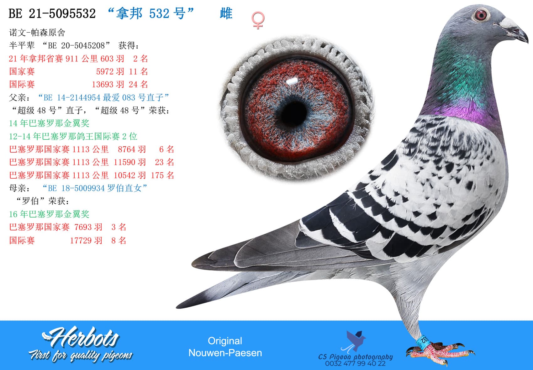 pigeon: undefined