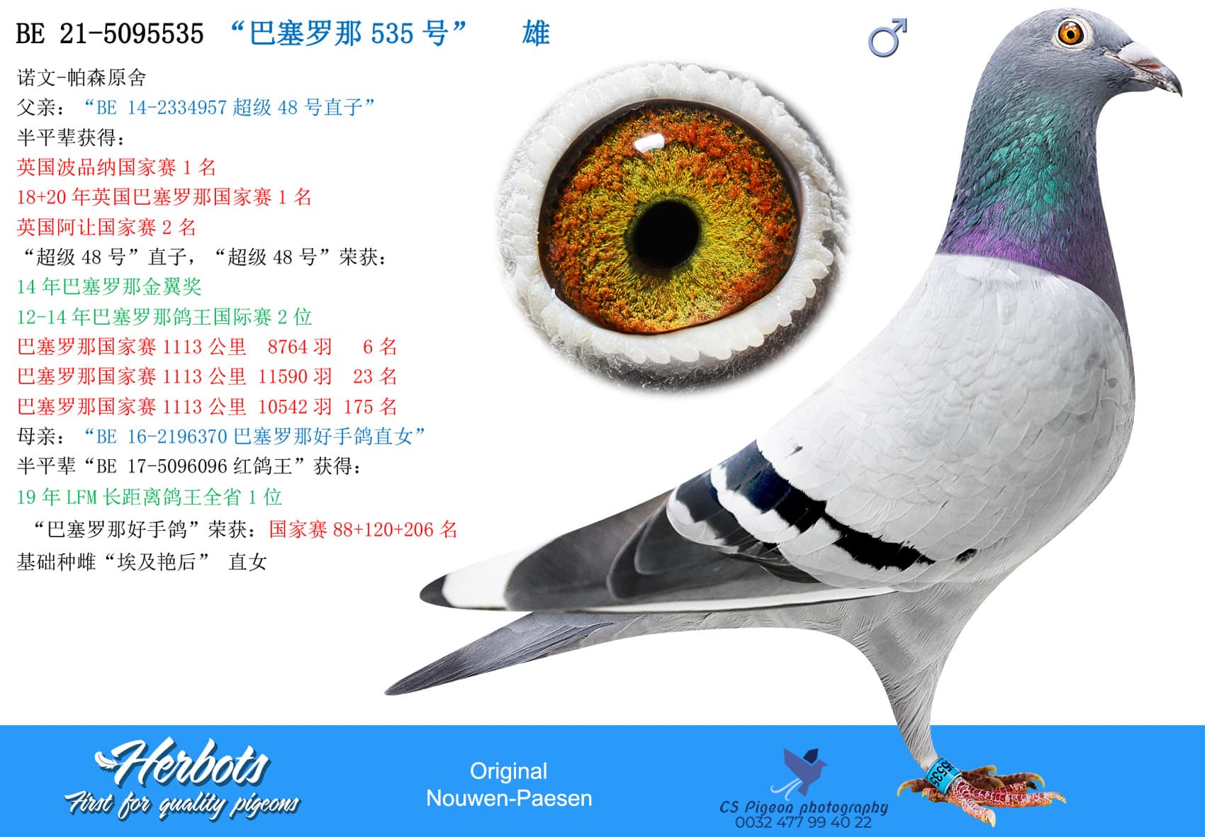 pigeon: undefined