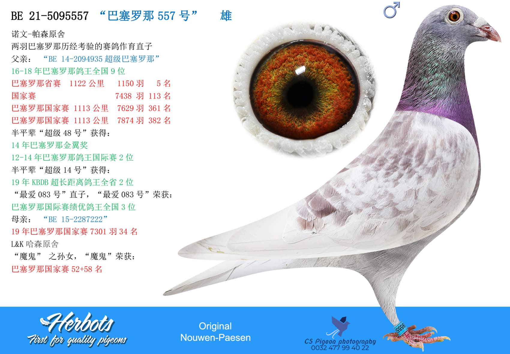 pigeon: undefined