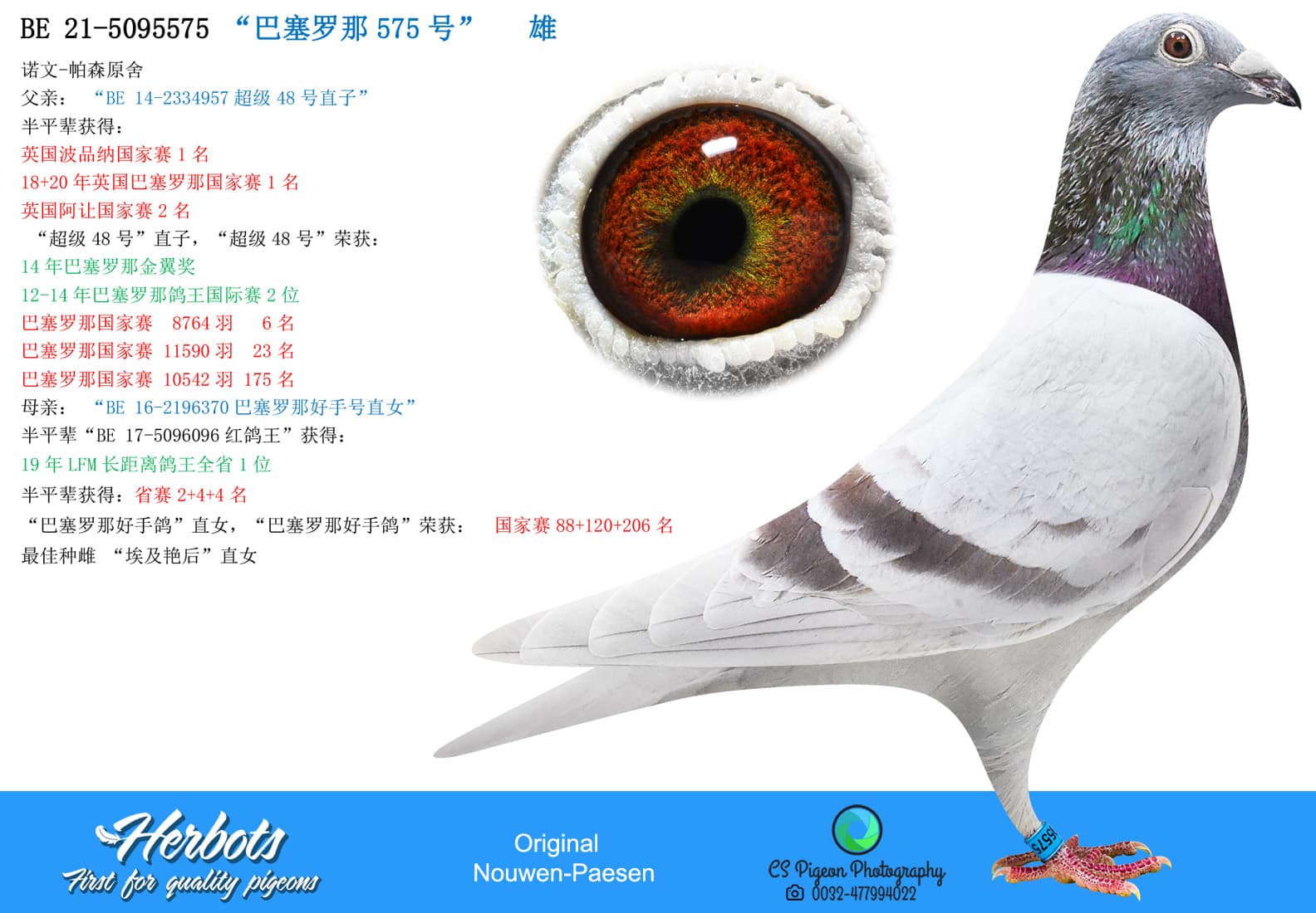 pigeon: “巴塞罗那575号”