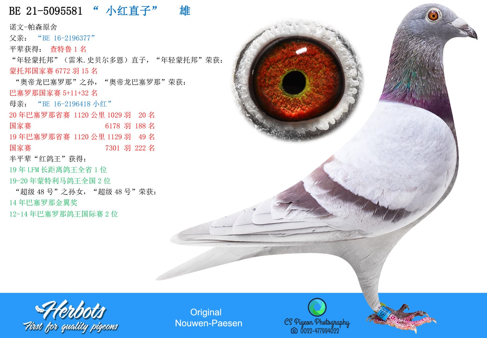 pigeon: "小红直子”