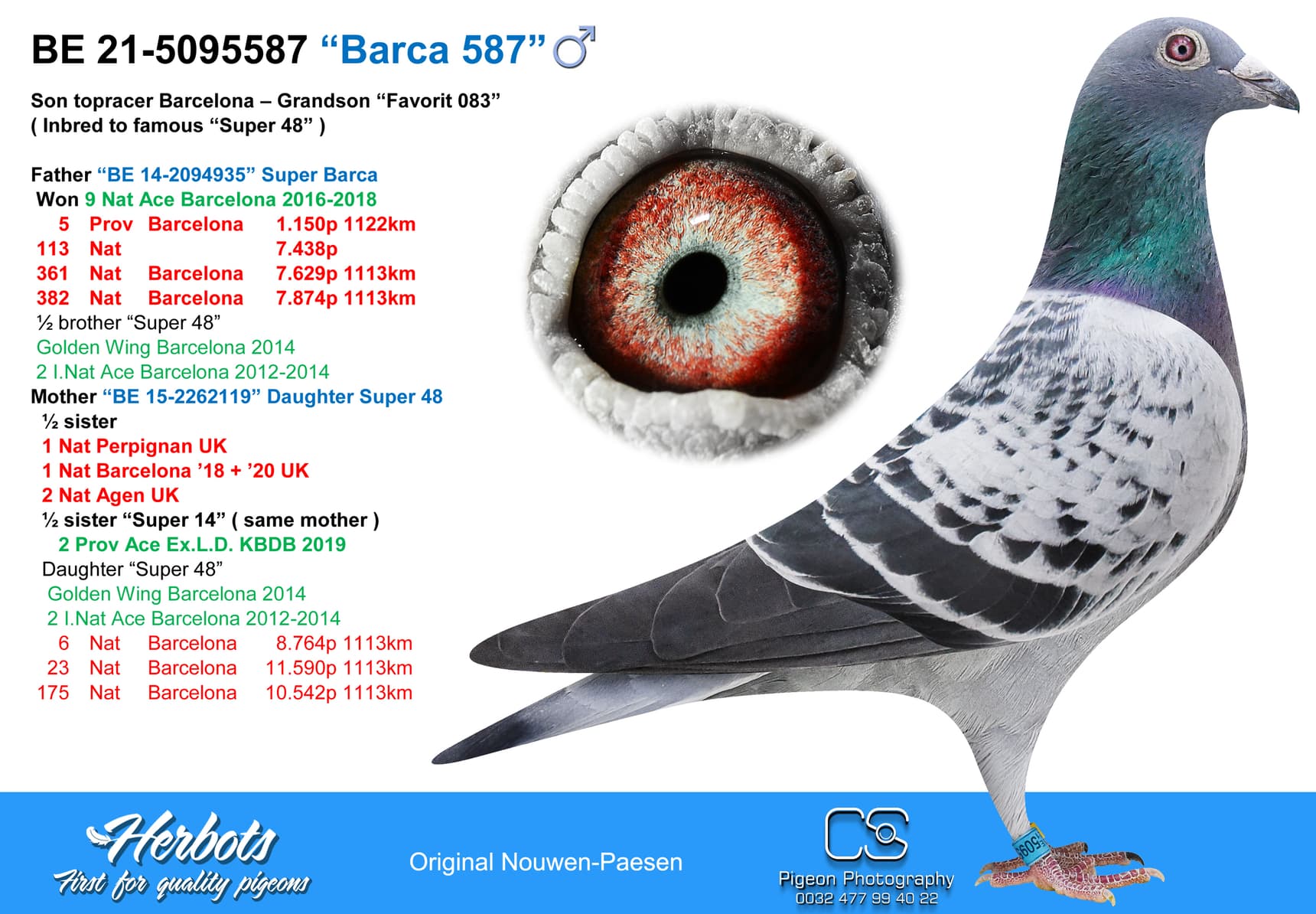 pigeon: undefined
