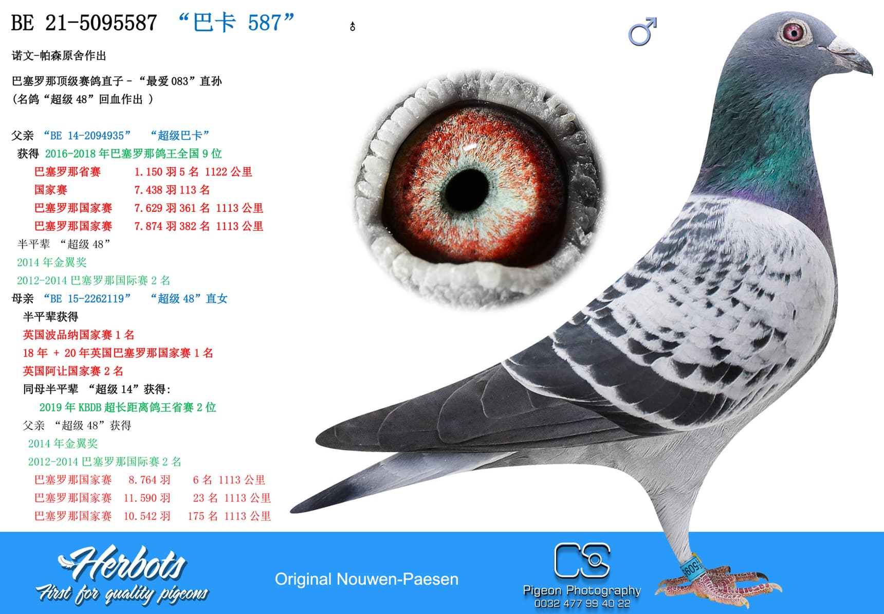 pigeon: undefined