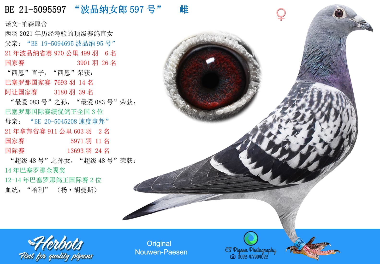 pigeon: “波品纳女郎597号”
