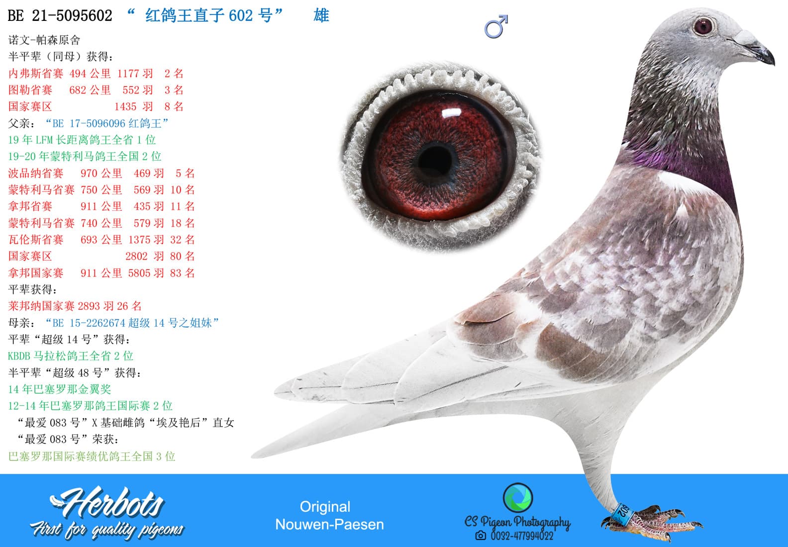 pigeon: “红鸽王直子602号”
