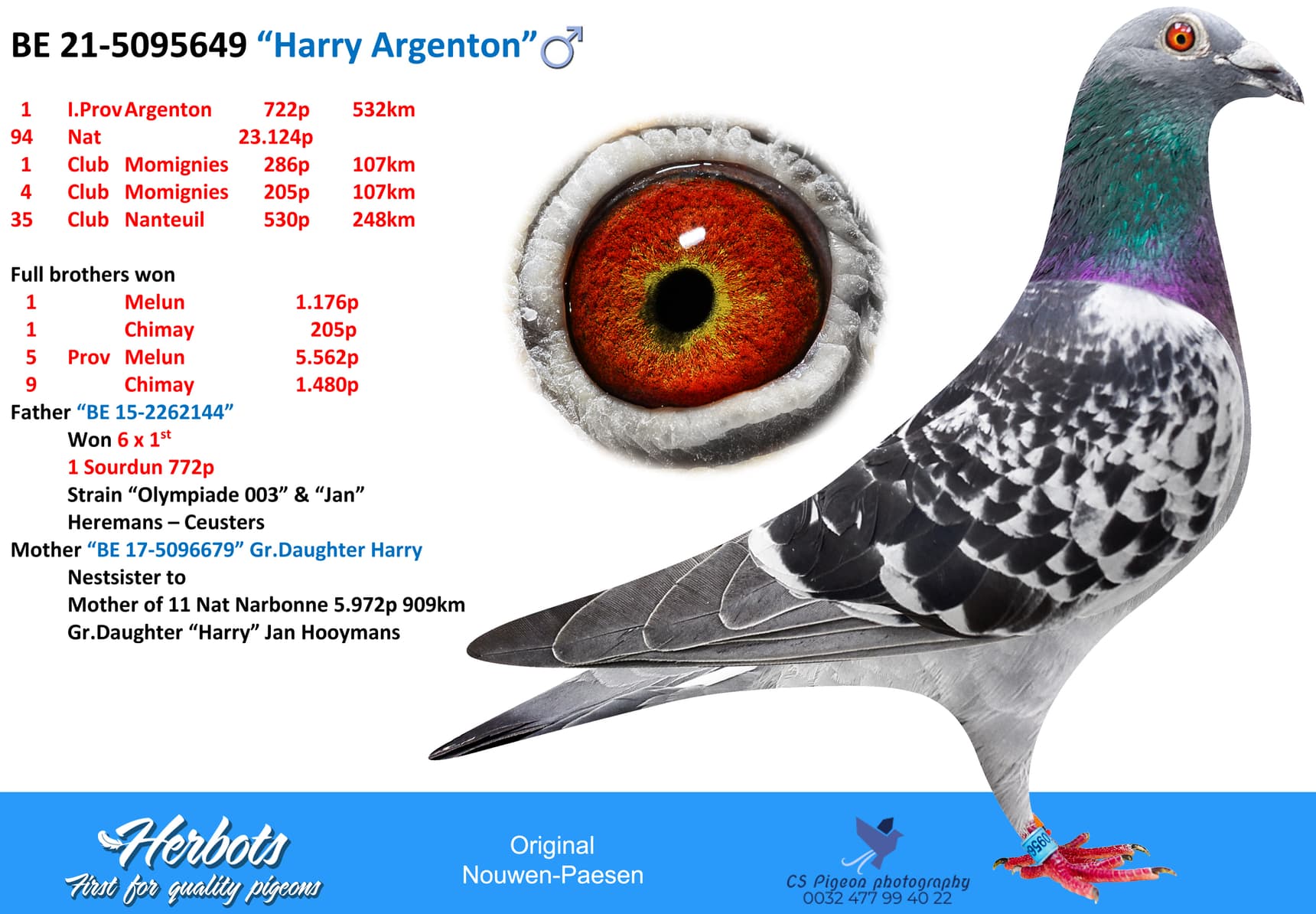 pigeon: undefined