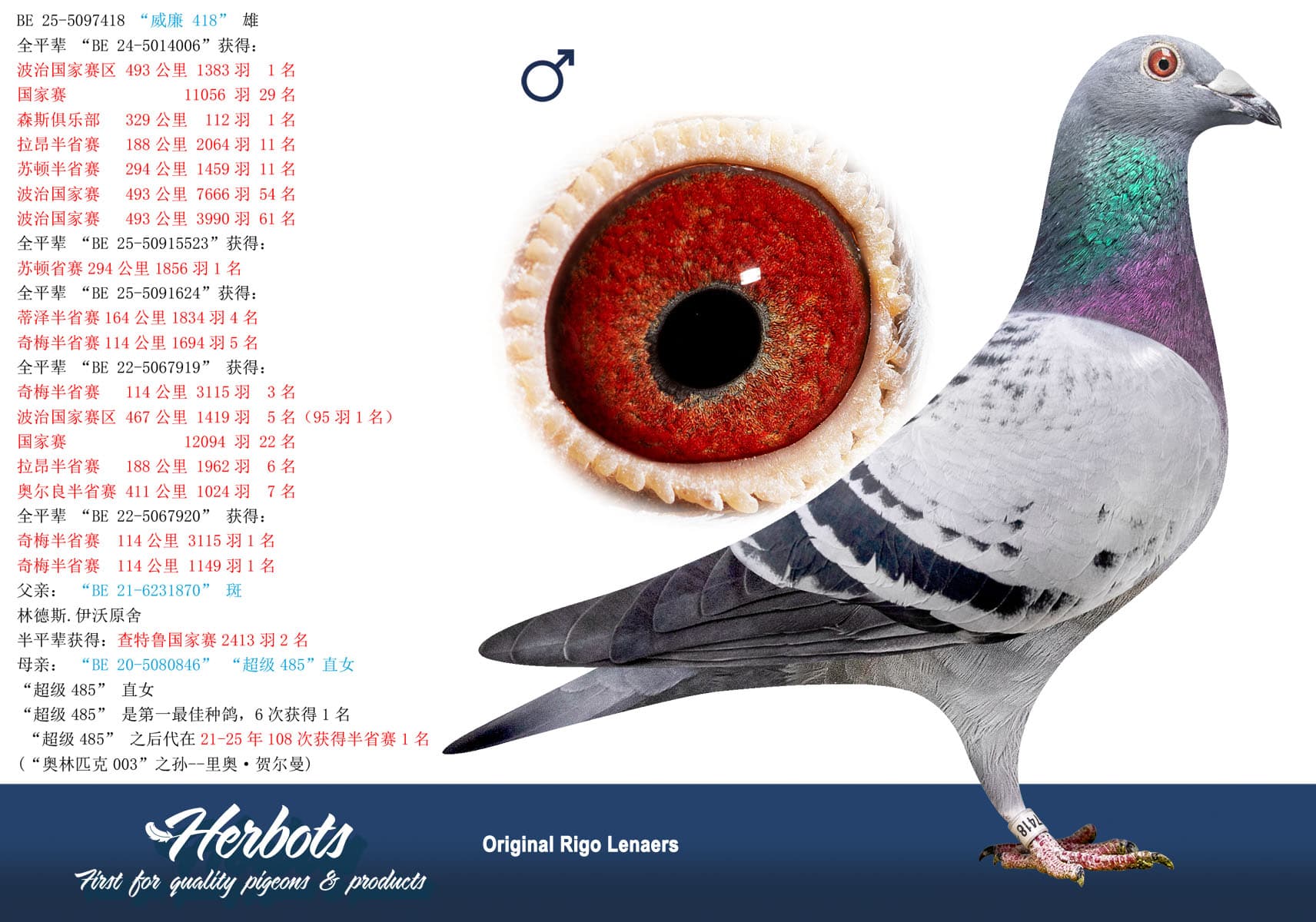 pigeon: undefined