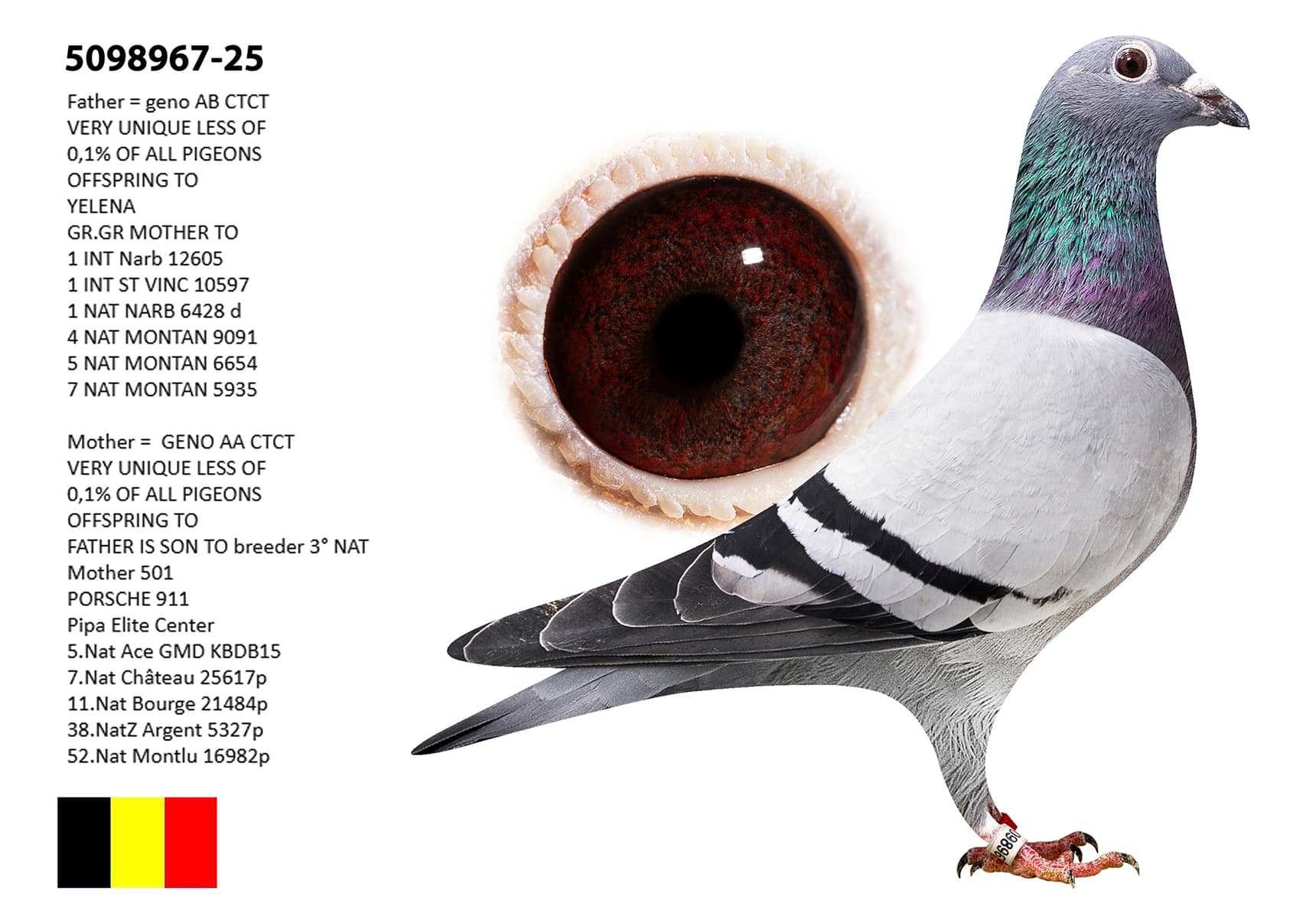 AA ccTT - INBREED YELENA
