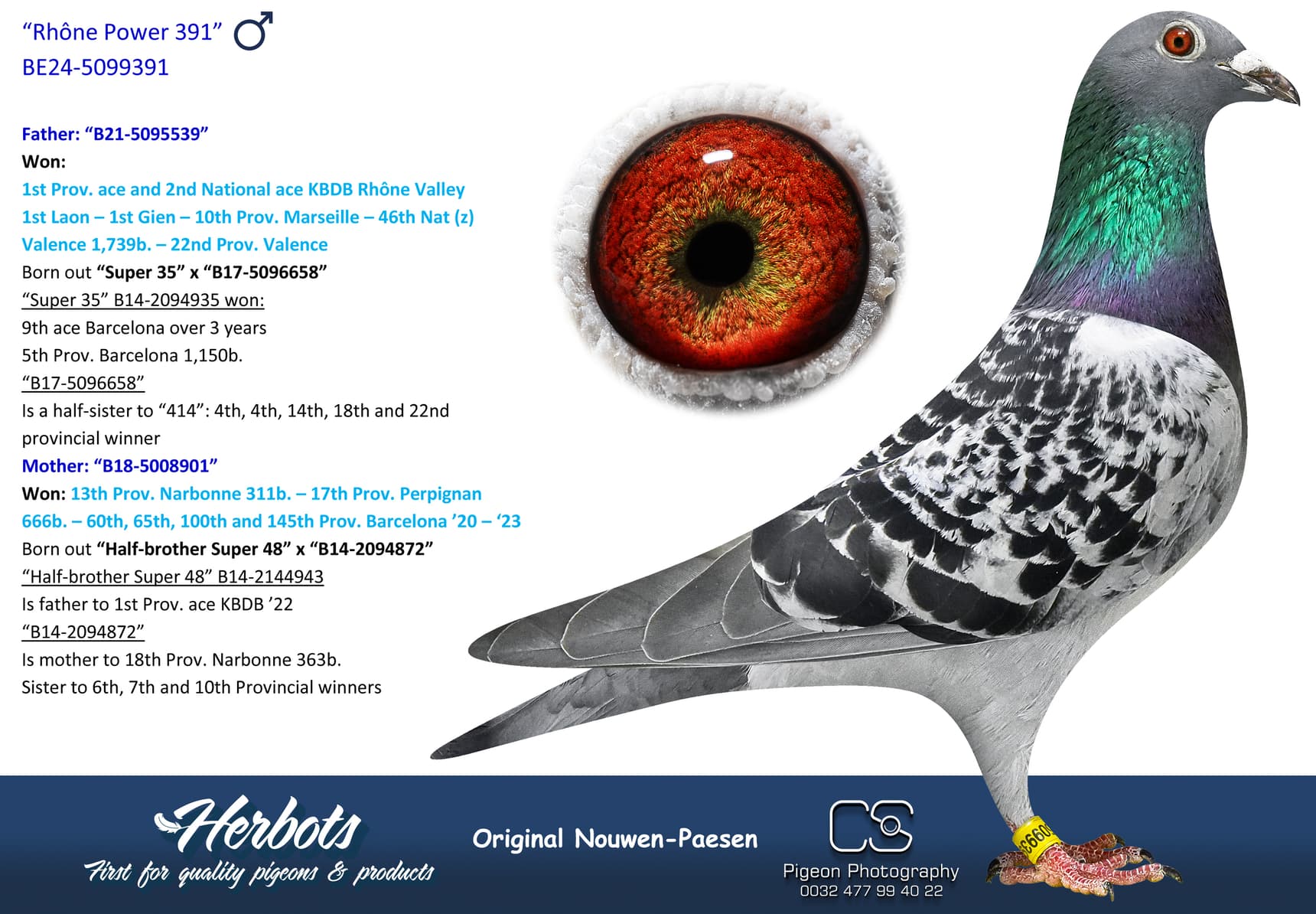 pigeon: undefined