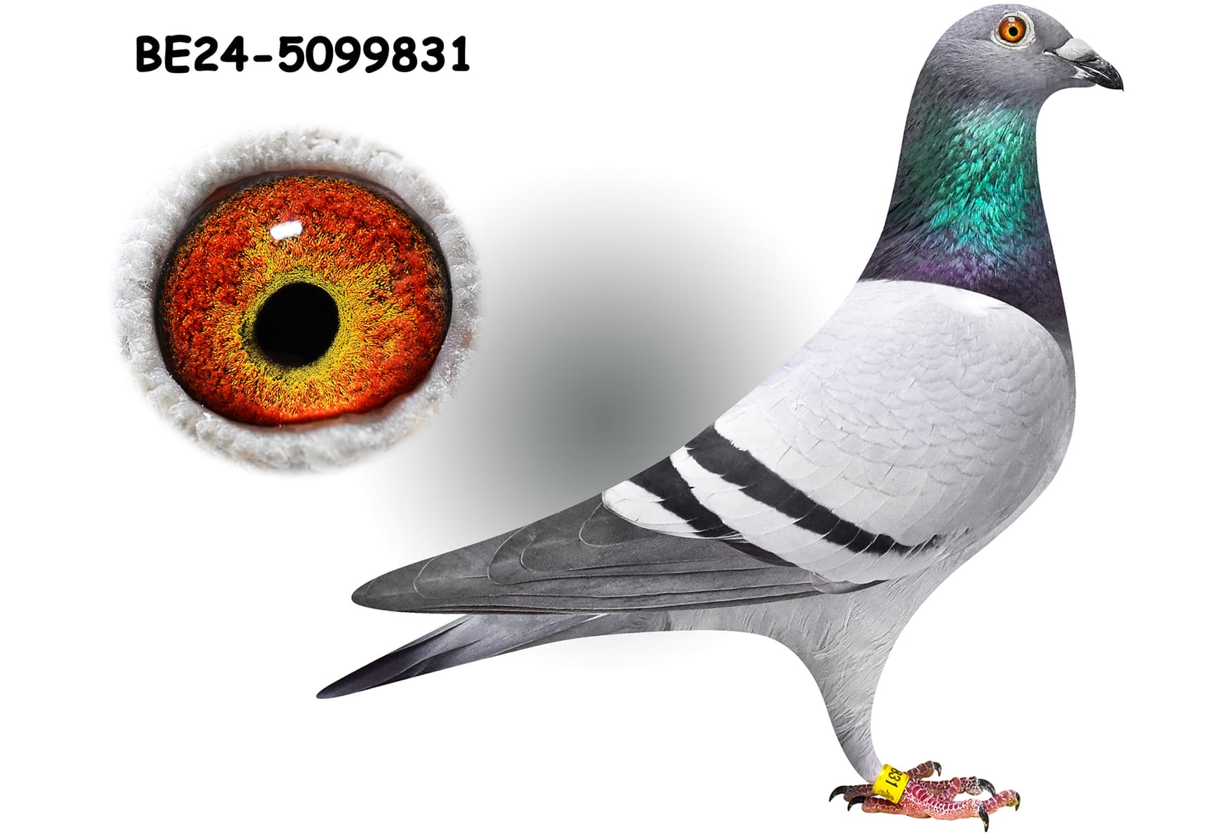 "Kittel Vassili 831"