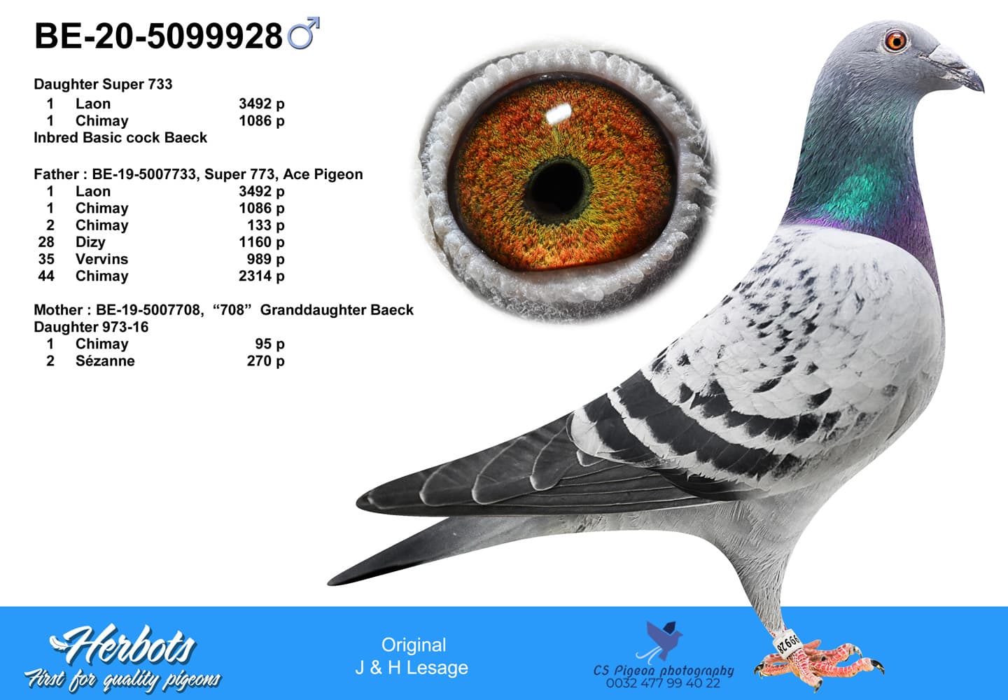 pigeon: undefined