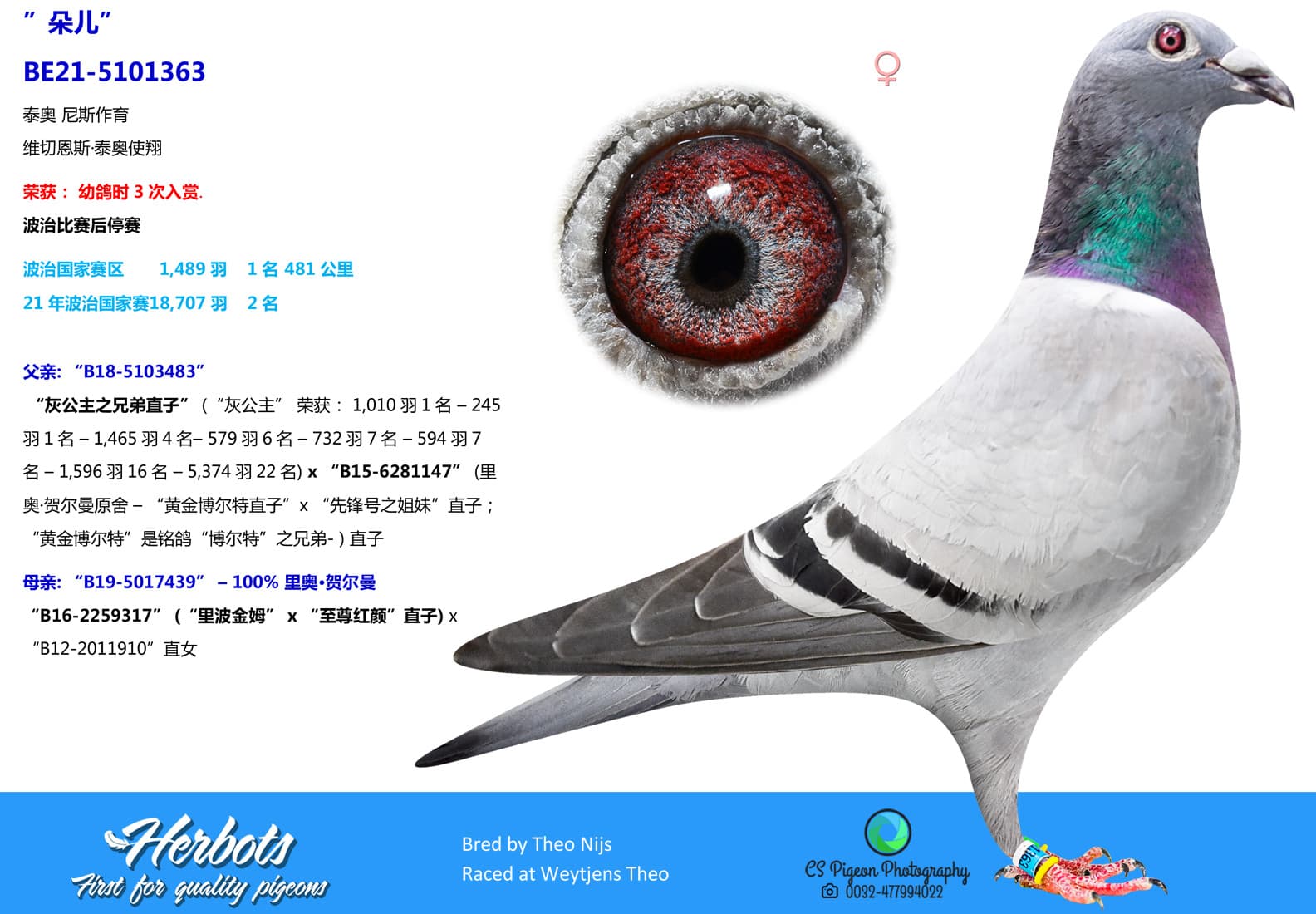 pigeon: undefined