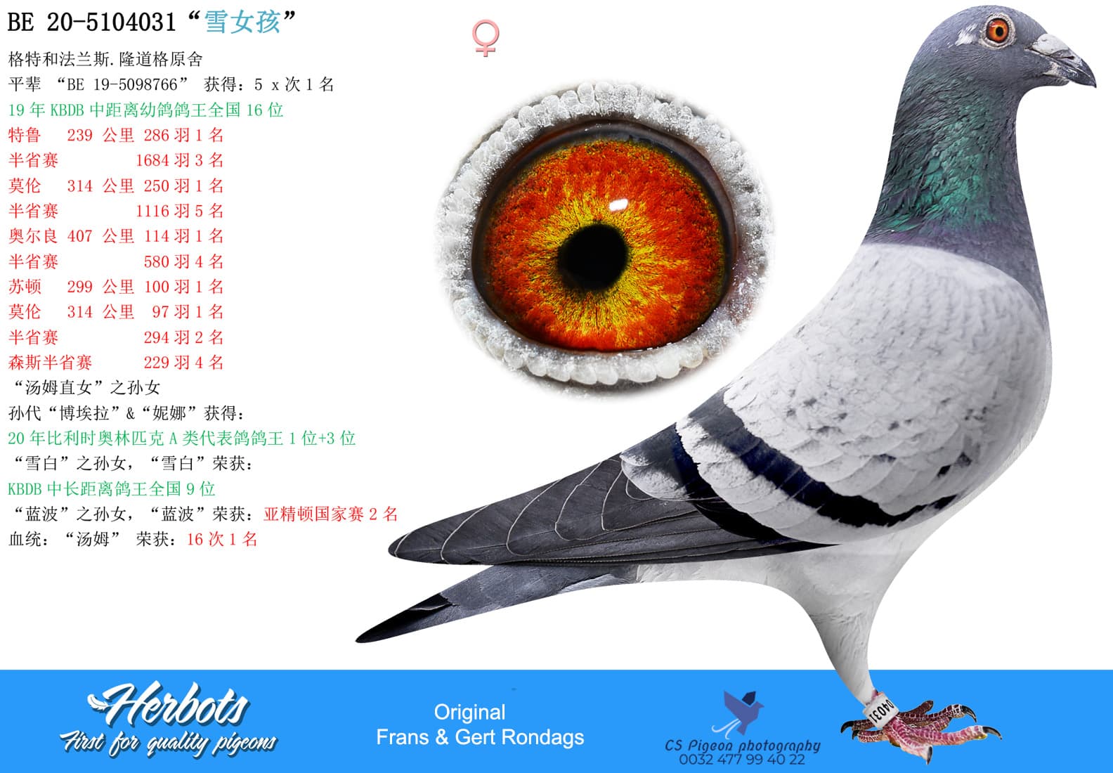 pigeon: undefined