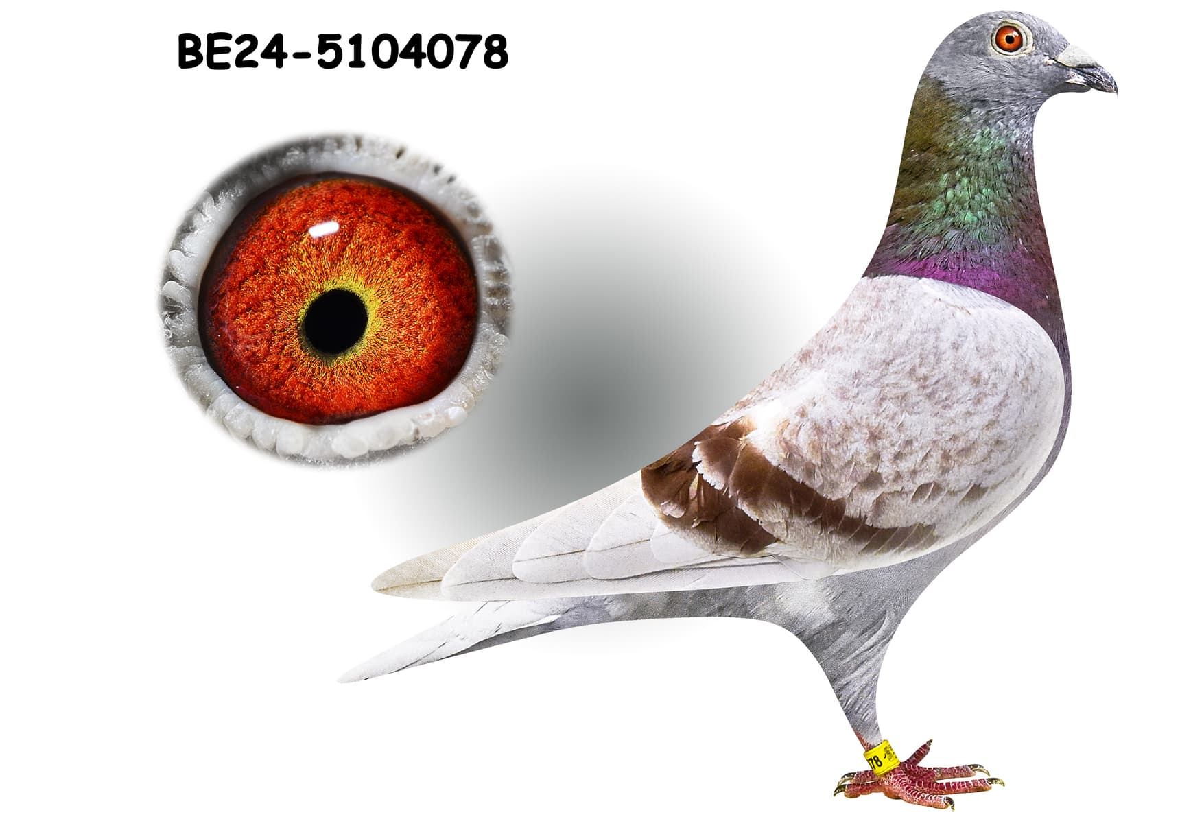 ‘Guido 248’ x ‘Ynbred Harry’