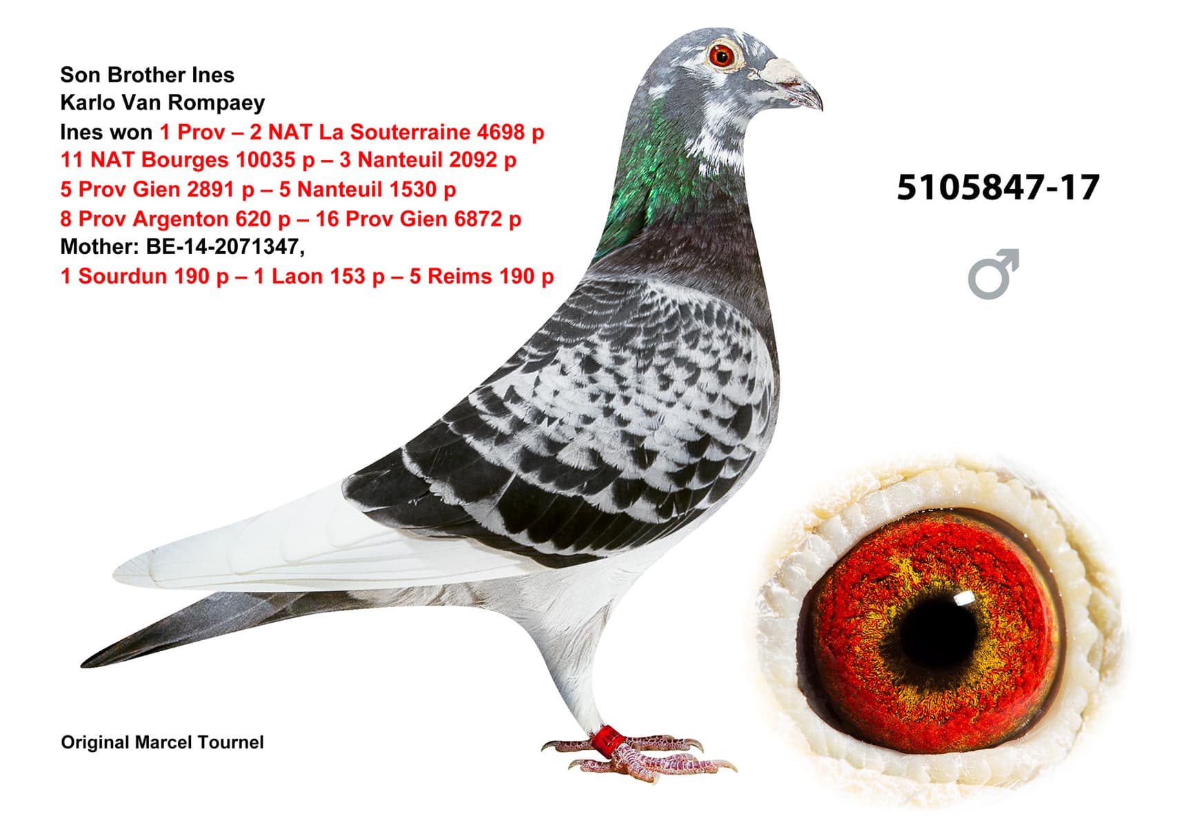 pigeon: undefined