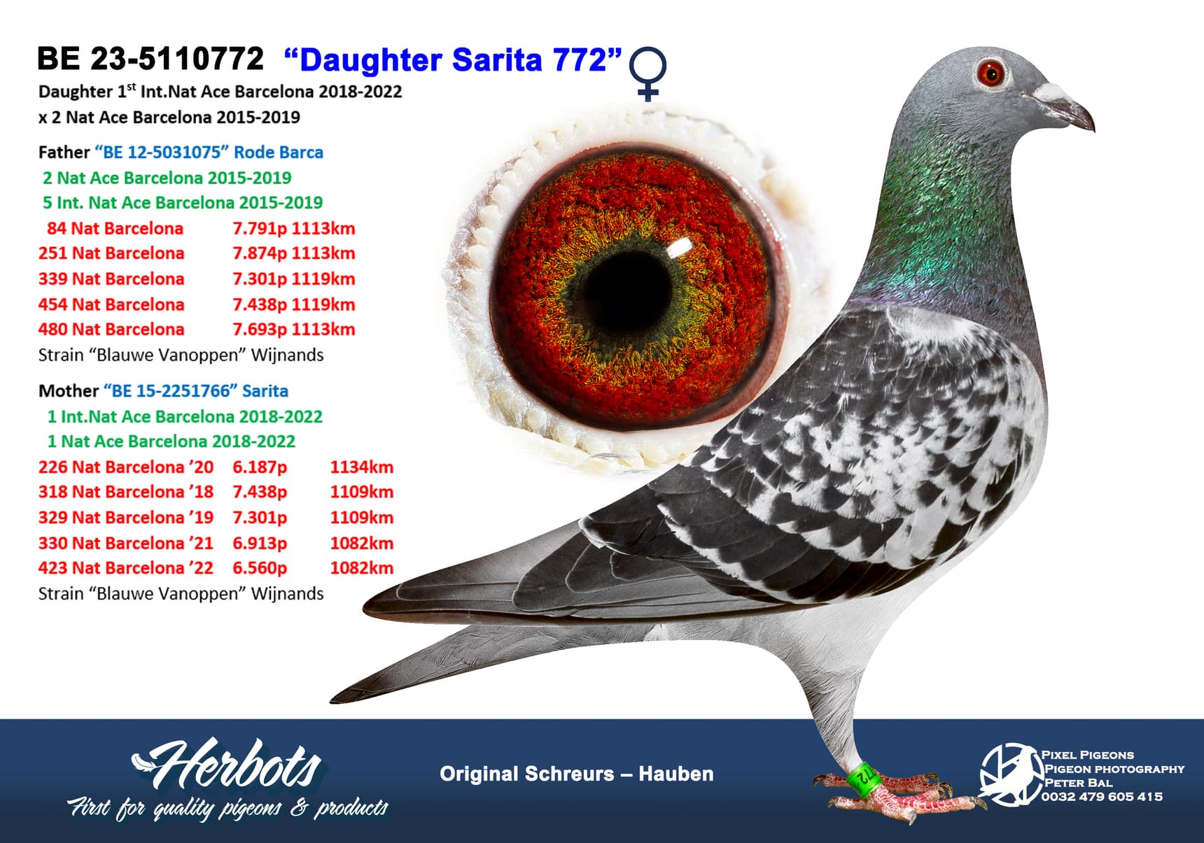 pigeon: undefined