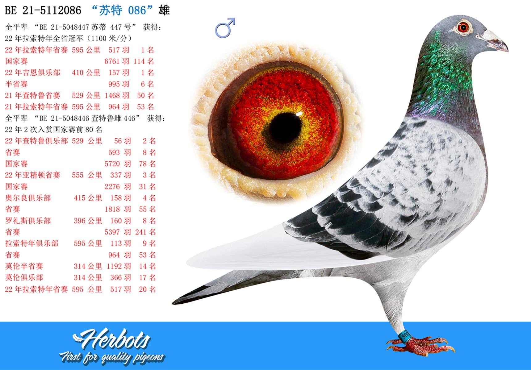 pigeon: undefined