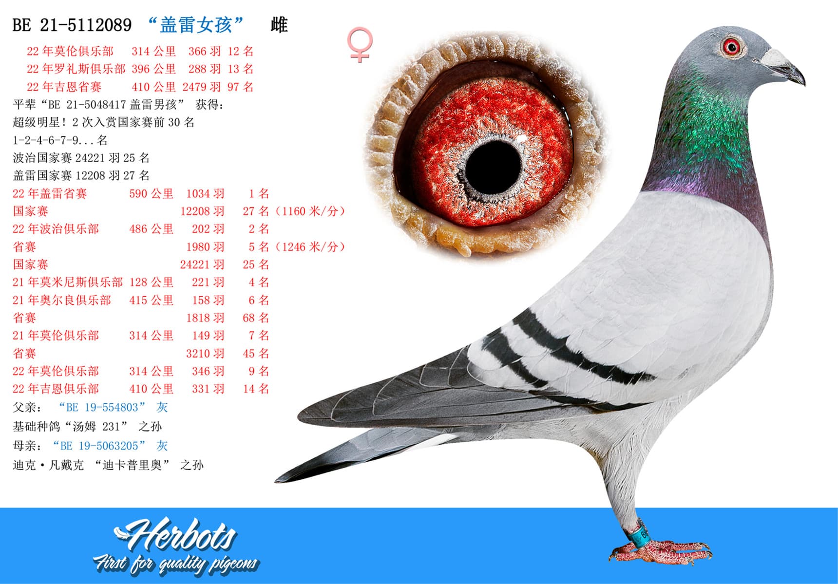 pigeon: undefined