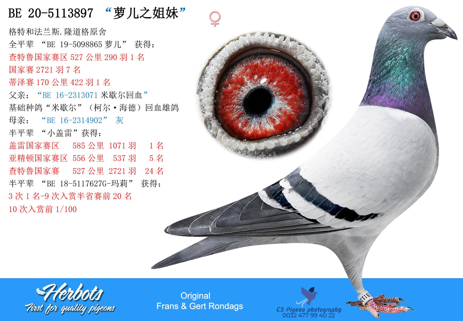 pigeon: undefined