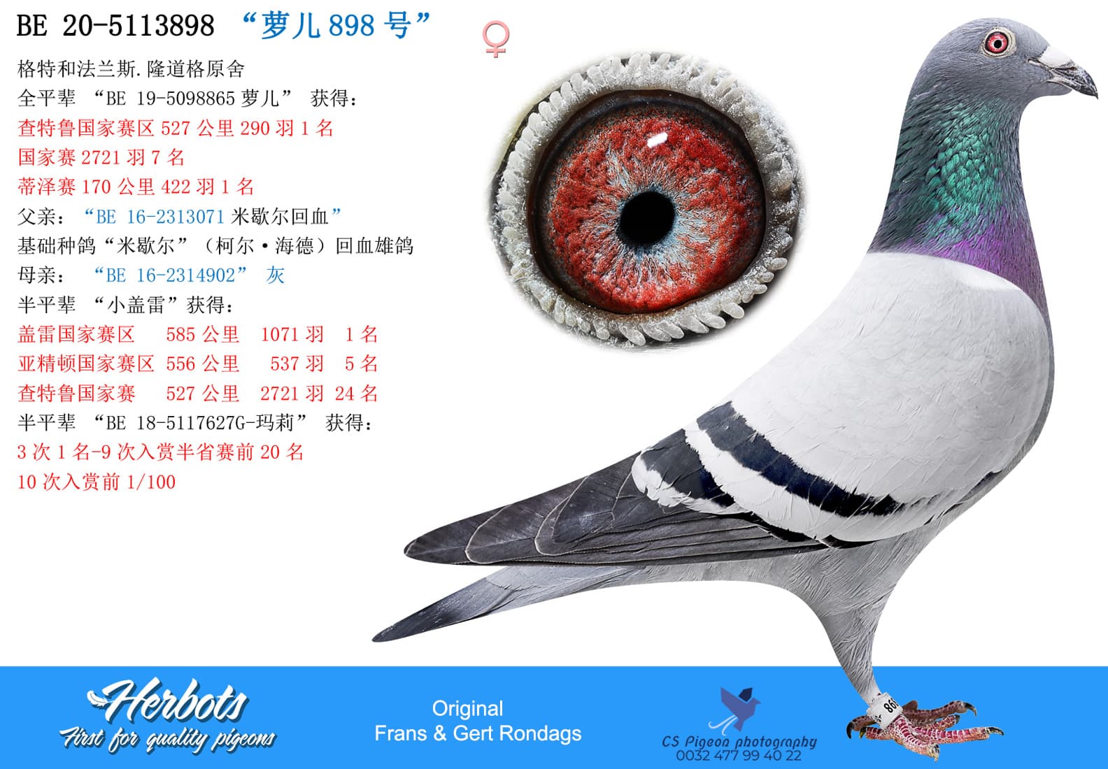 pigeon: undefined