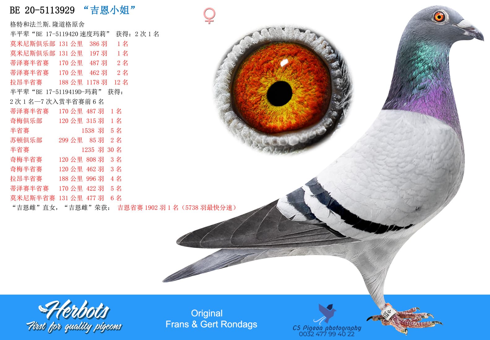 pigeon: undefined