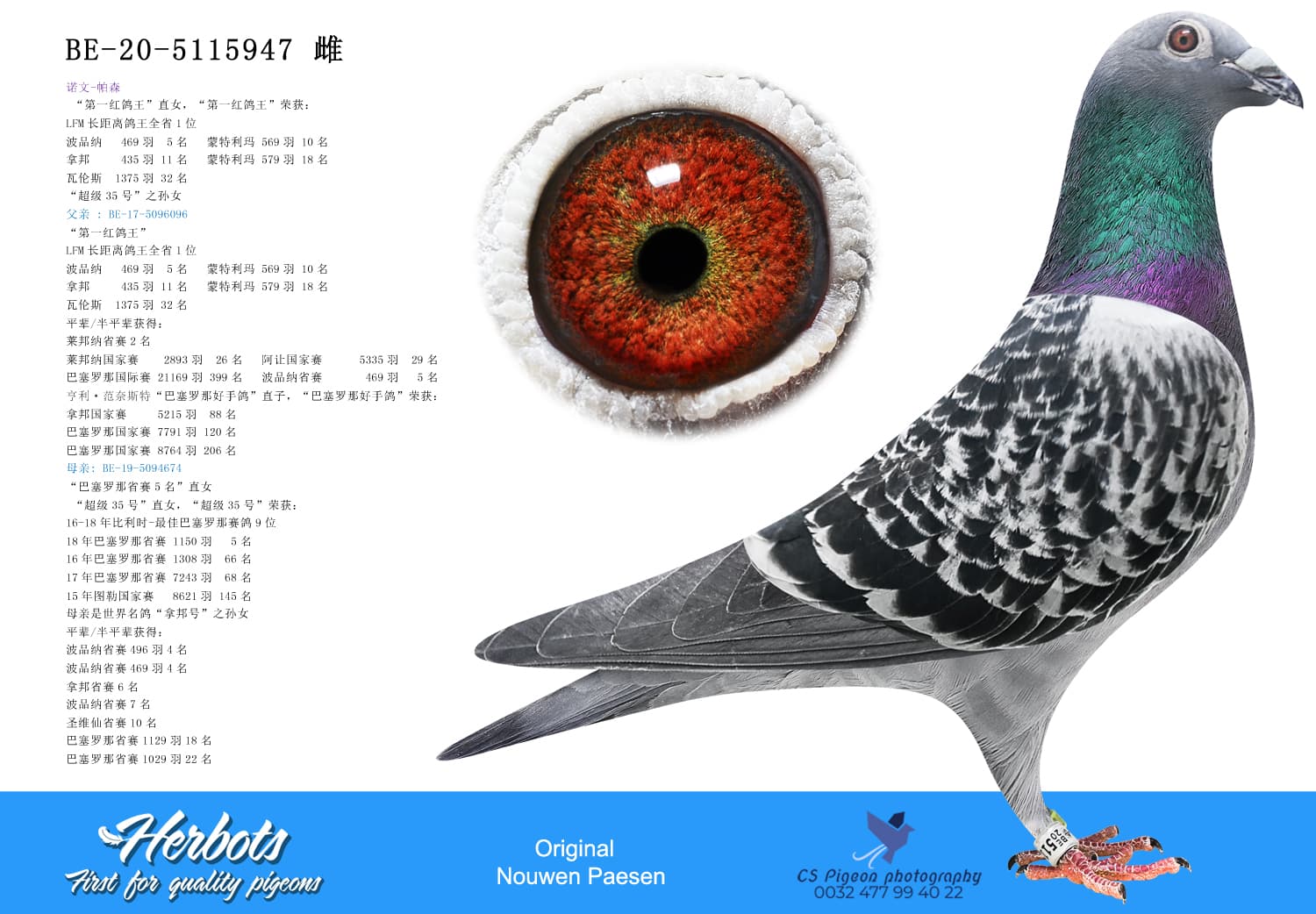 pigeon: undefined
