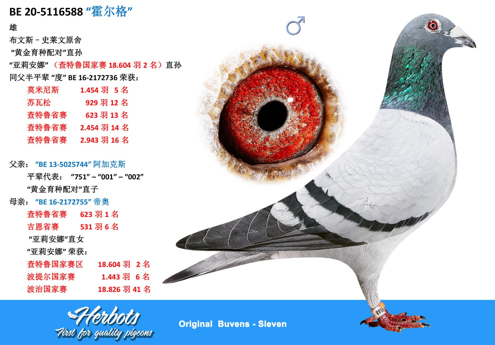 pigeon: undefined