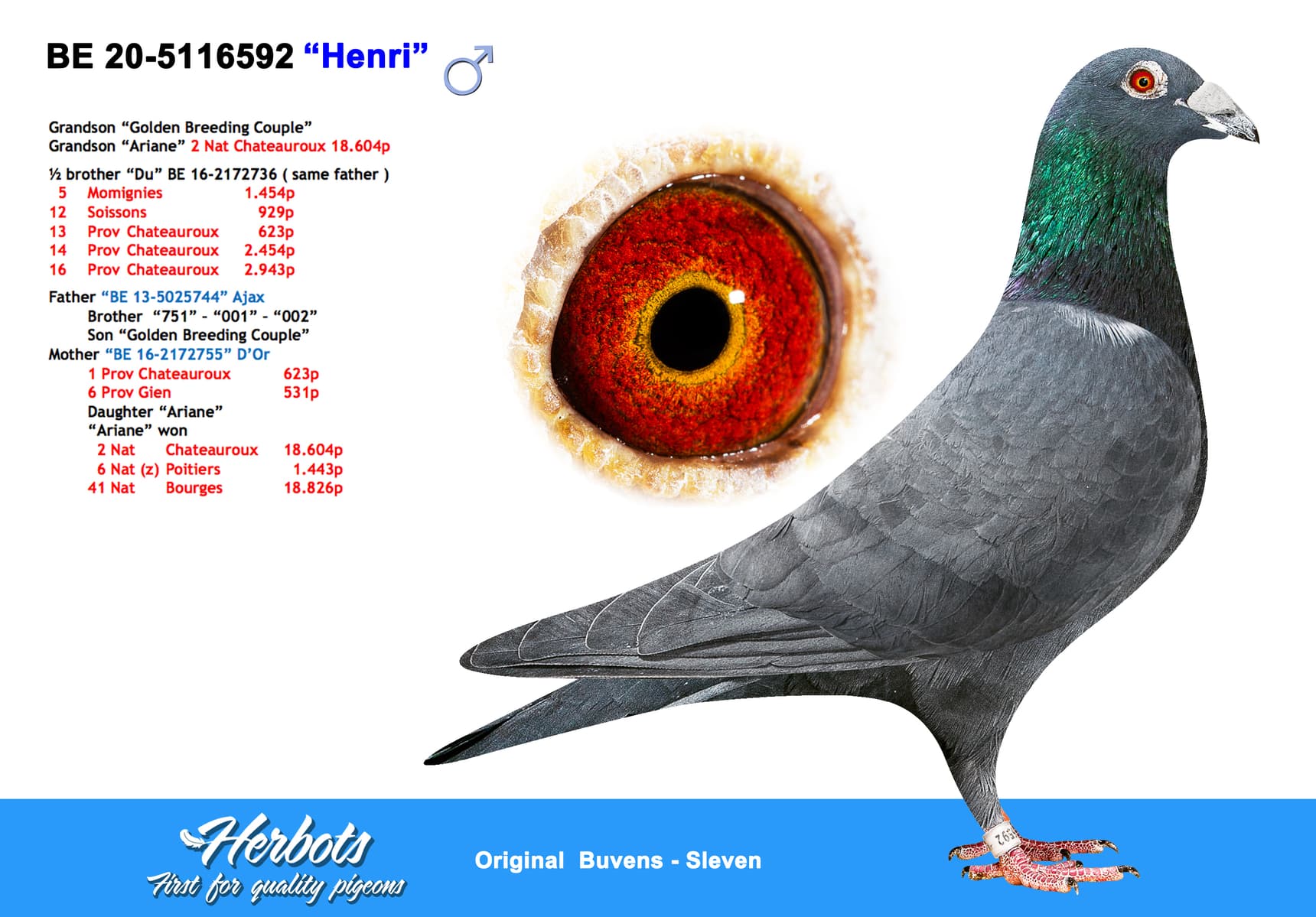 pigeon: undefined