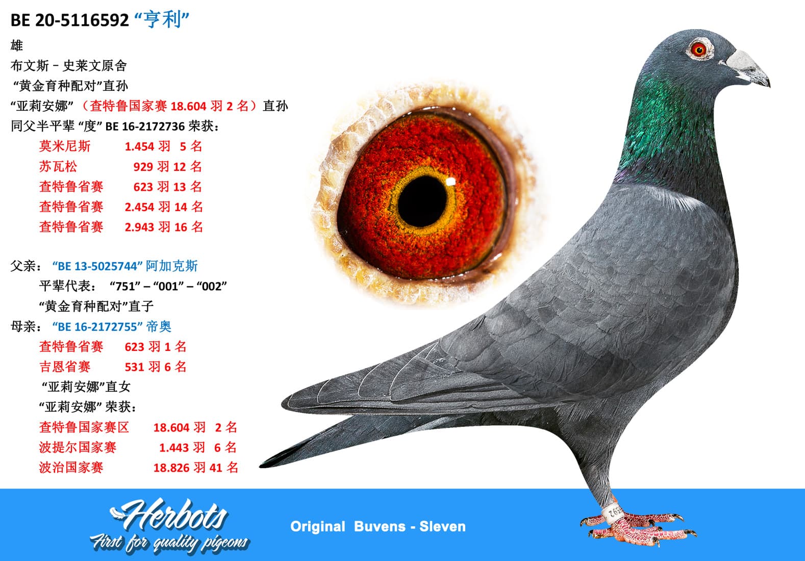 pigeon: undefined
