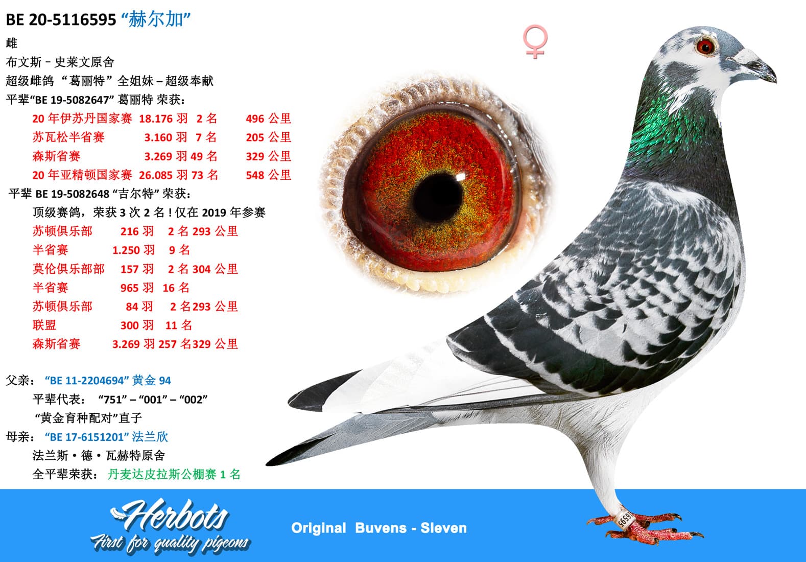 pigeon: “赫尔加”