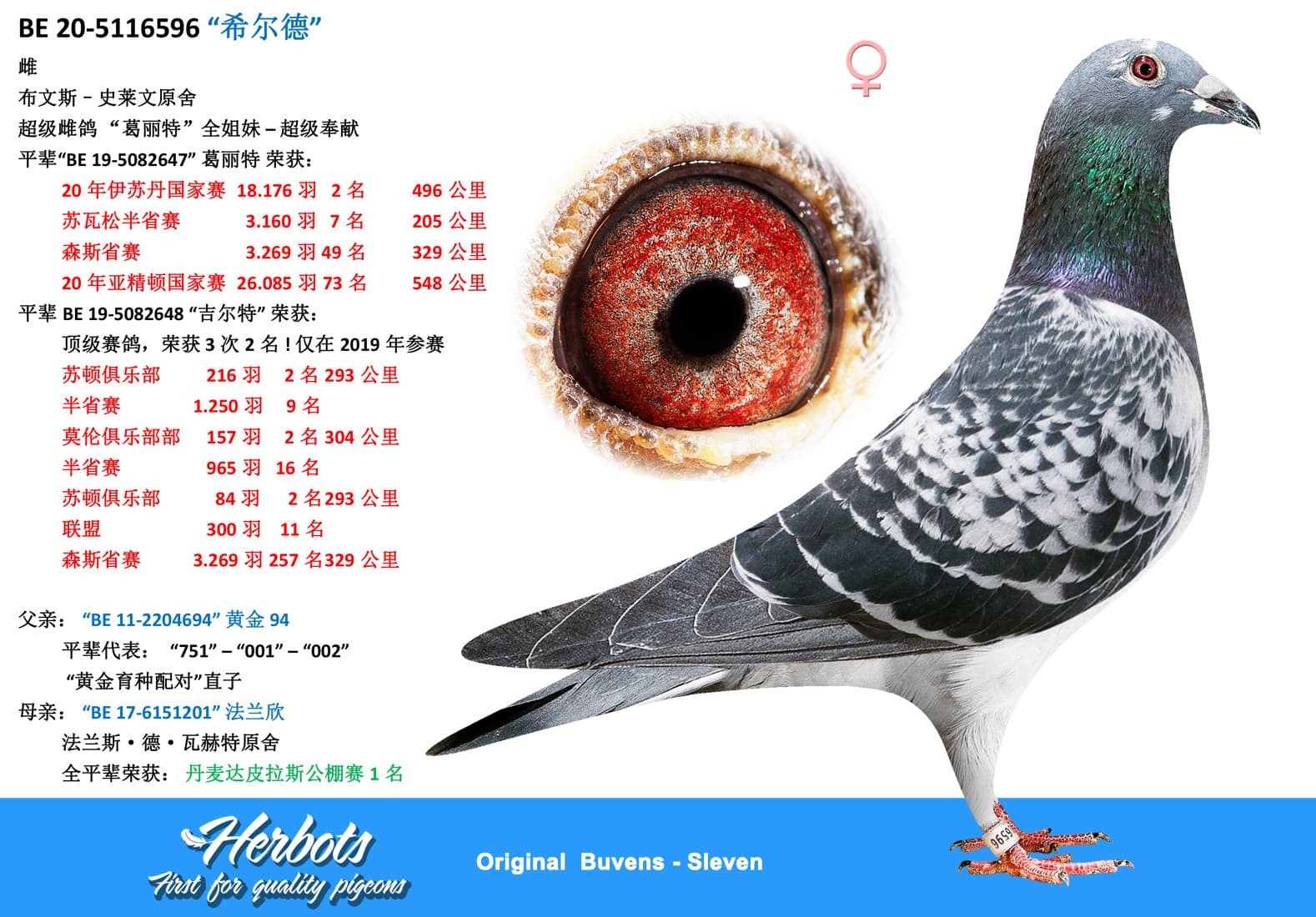 pigeon: “希尔德”