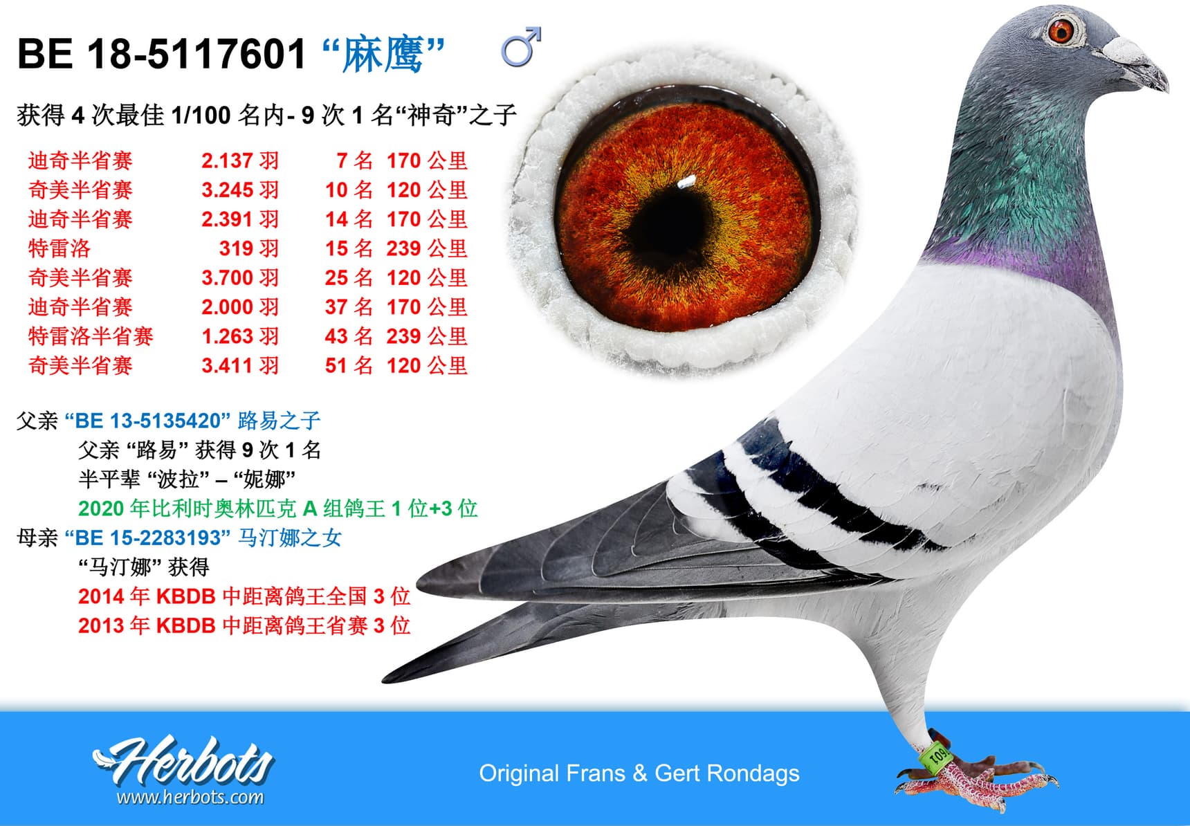 pigeon: undefined