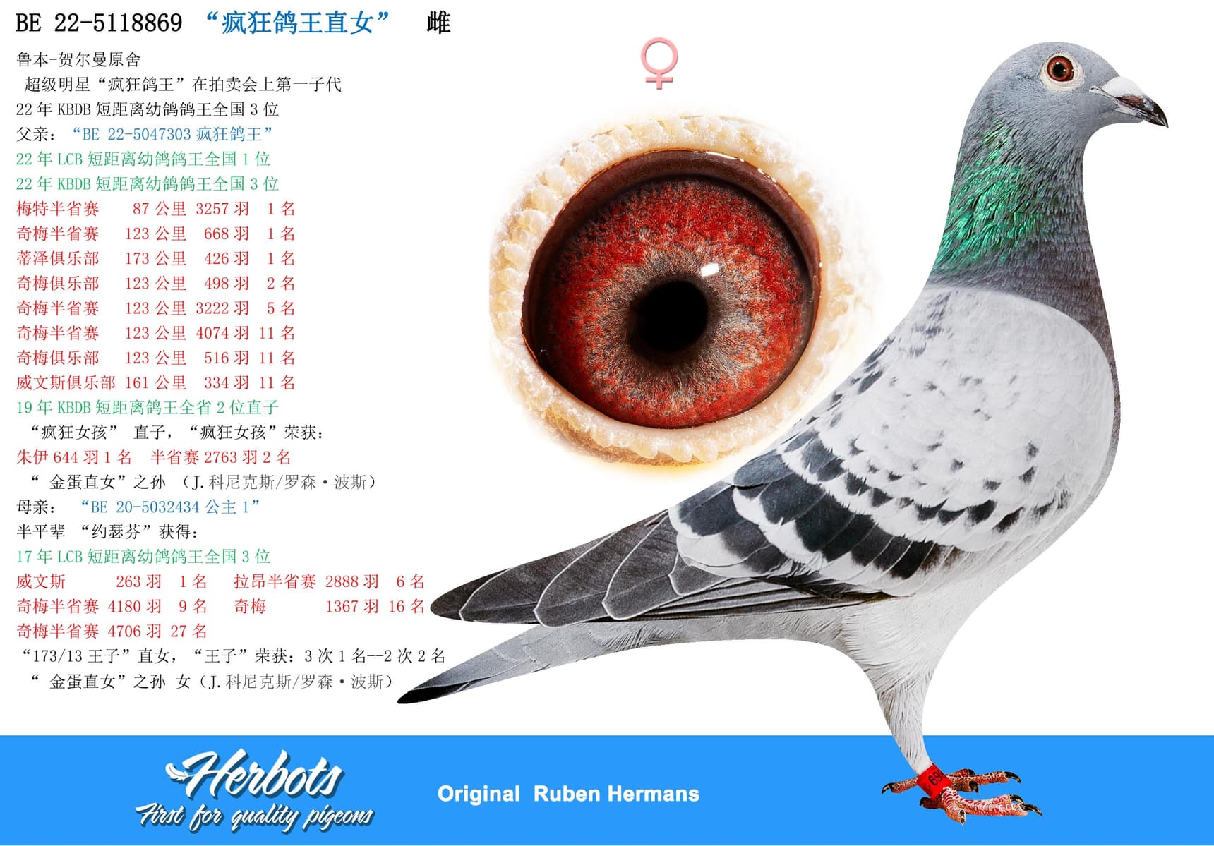 pigeon: undefined