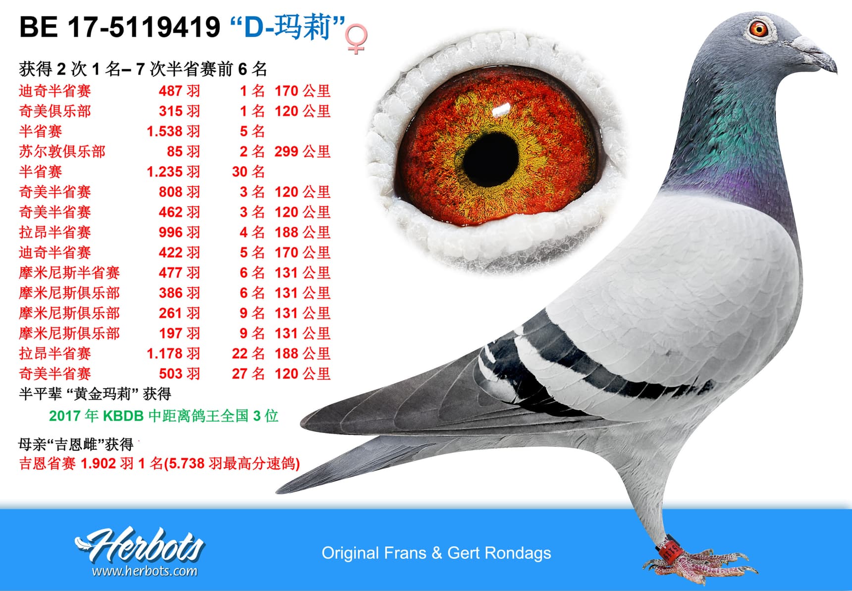 pigeon: undefined