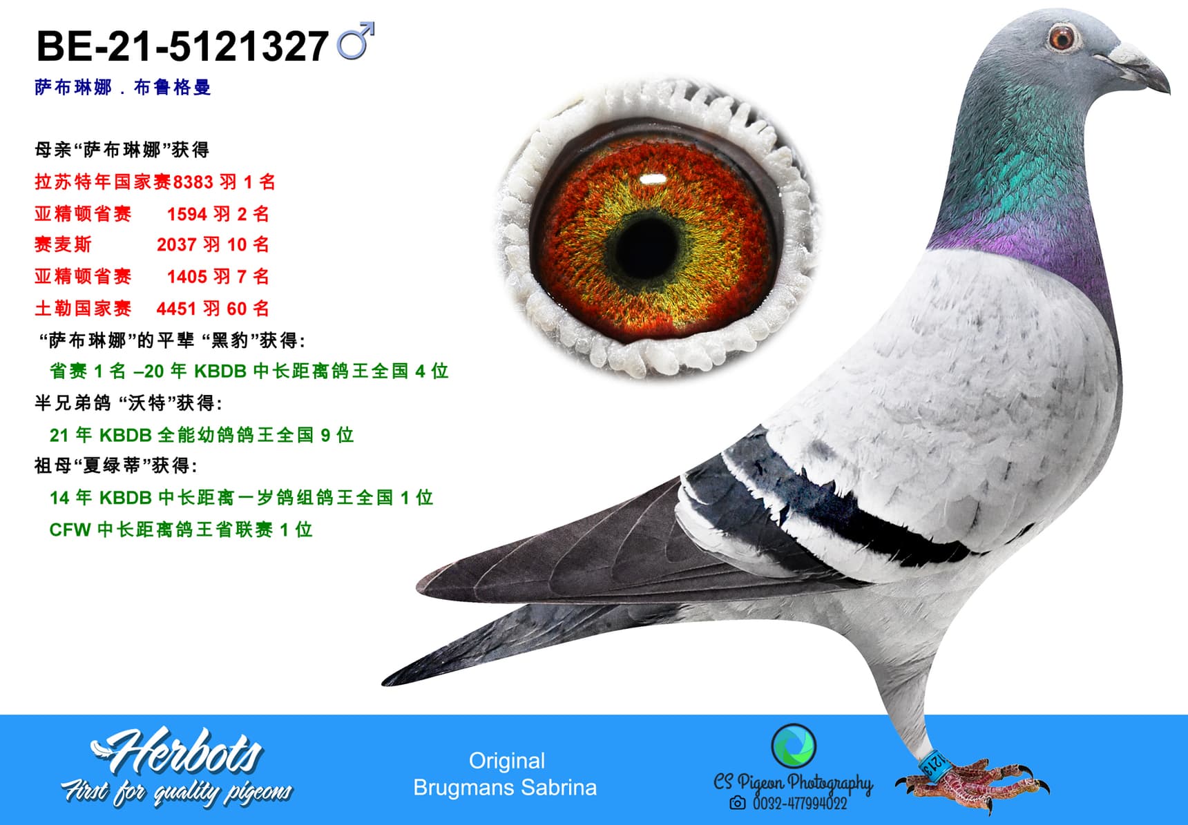 pigeon: undefined