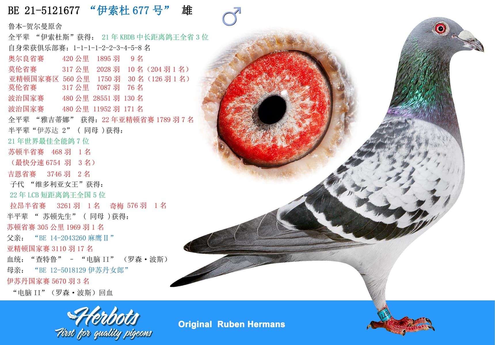 pigeon: undefined