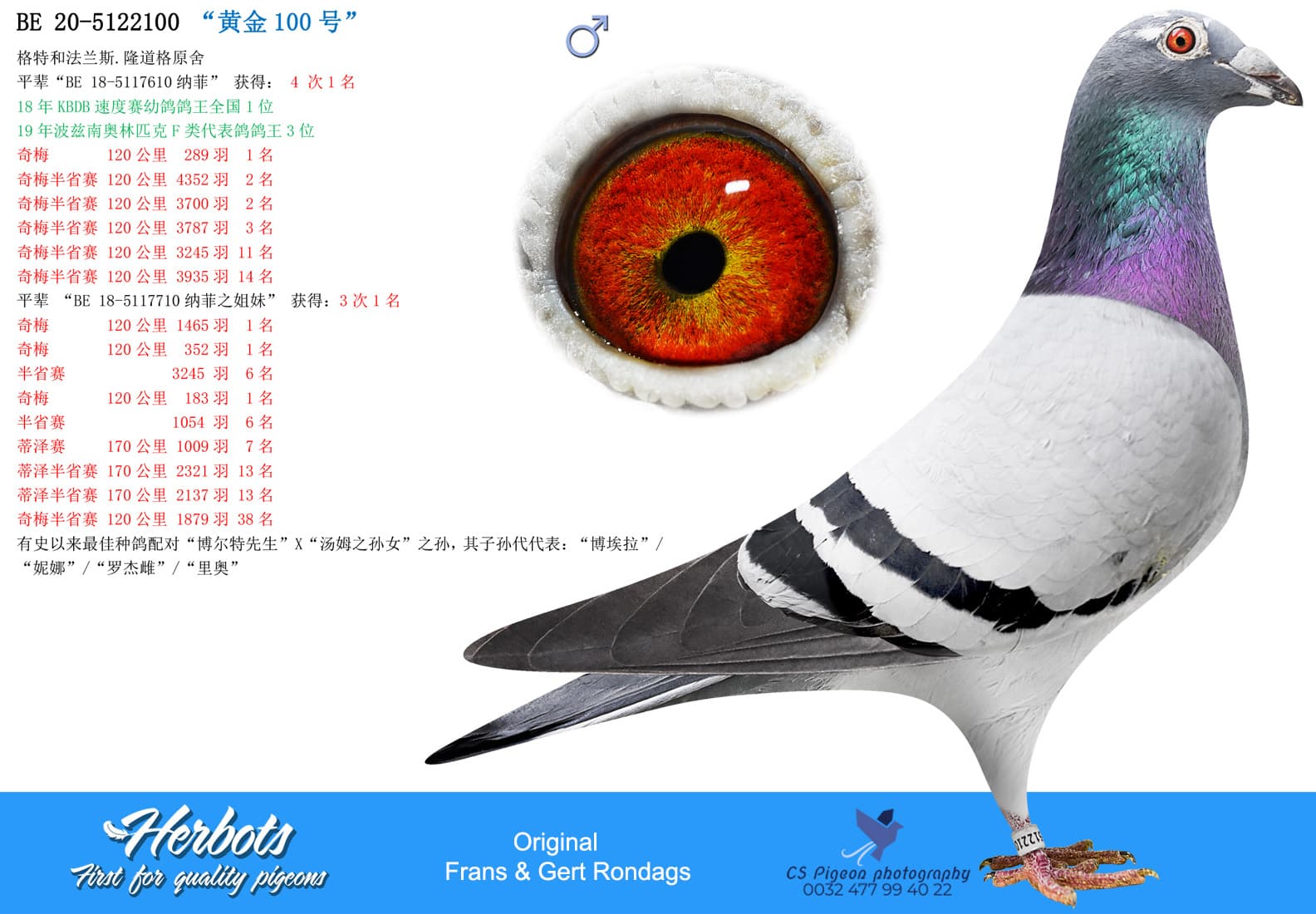 pigeon: undefined