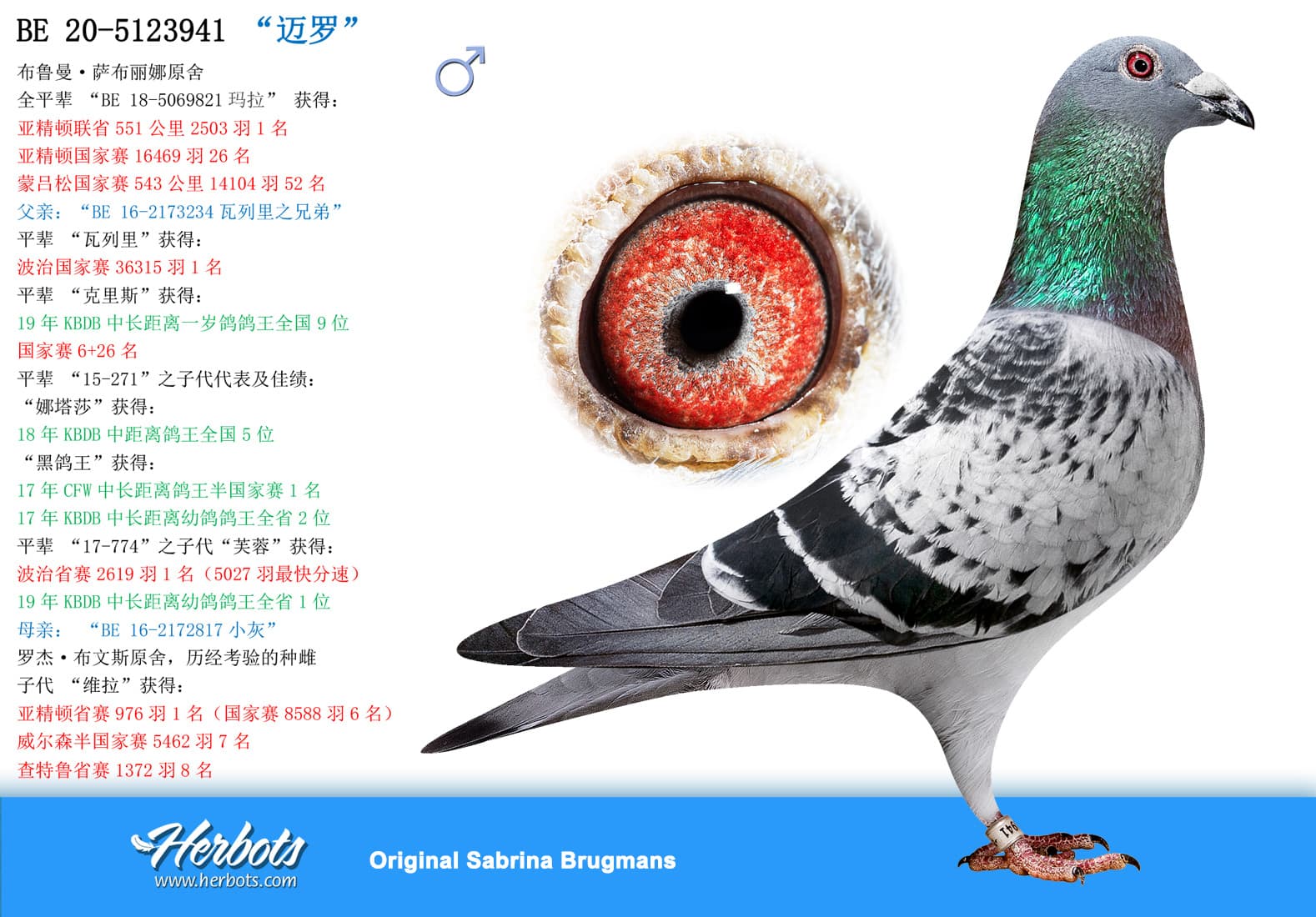 pigeon: undefined