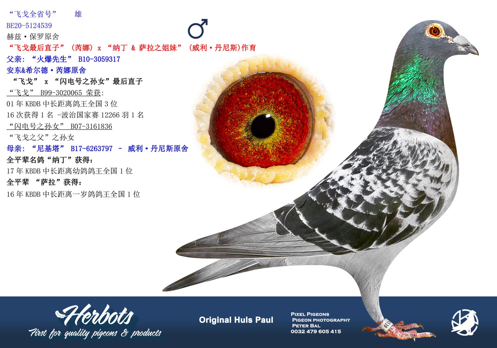 pigeon: undefined