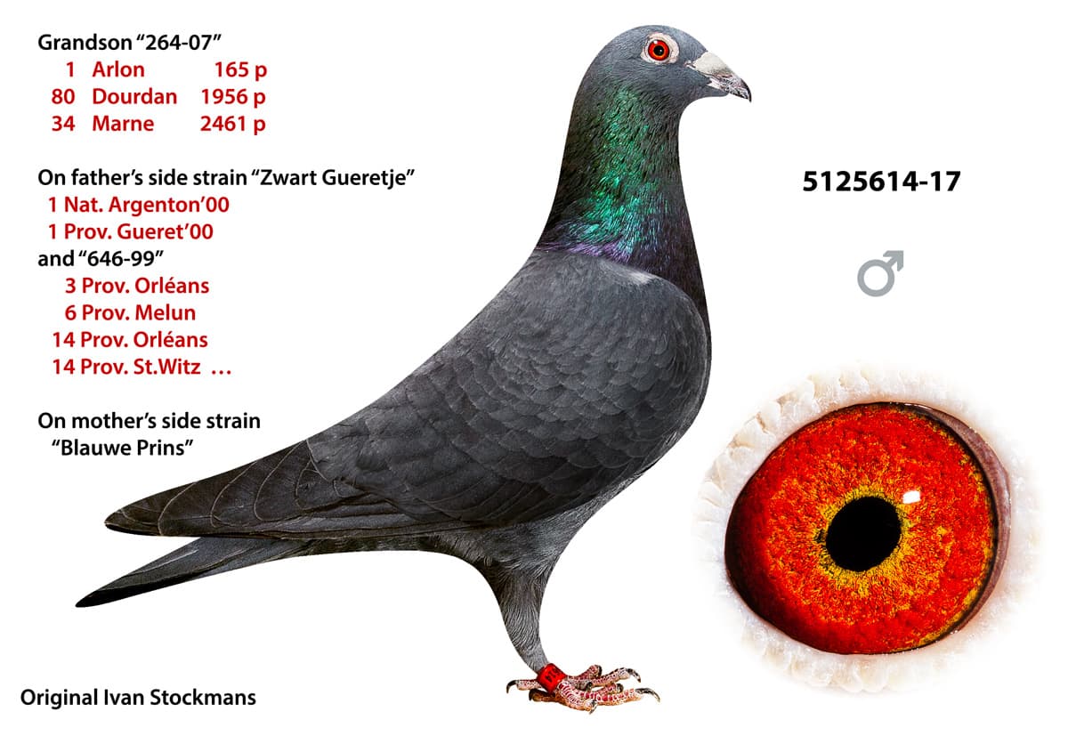 pigeon: undefined