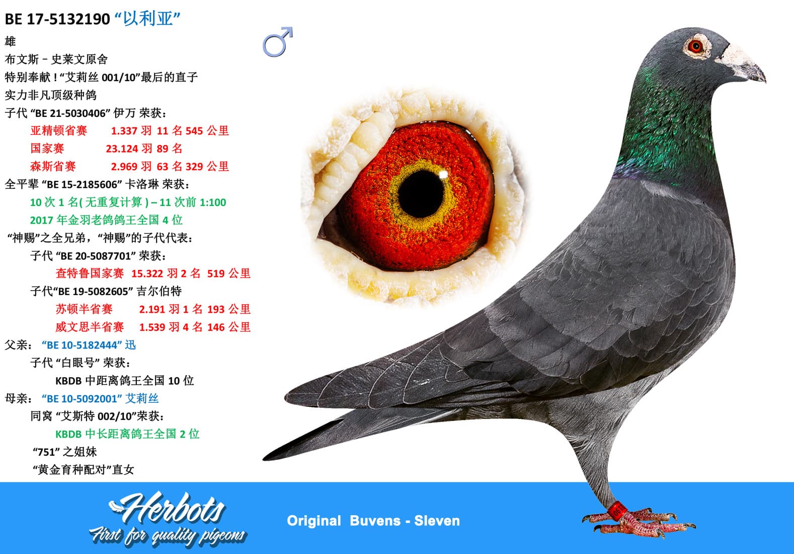 pigeon: undefined