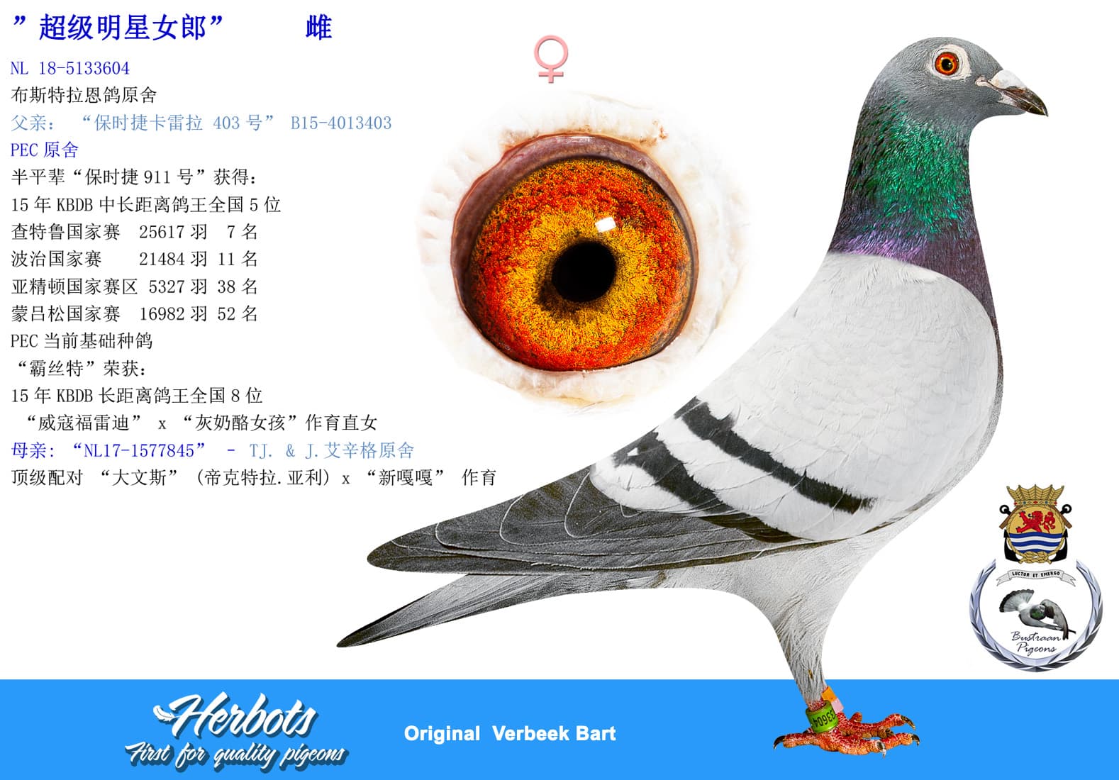 pigeon: undefined