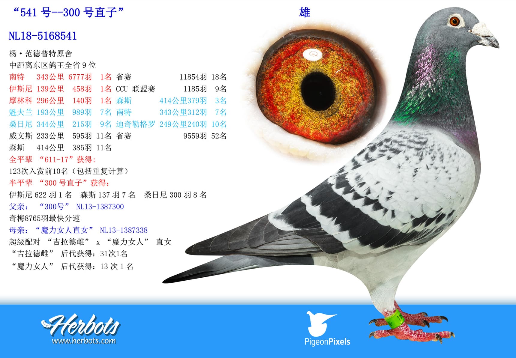 pigeon: undefined
