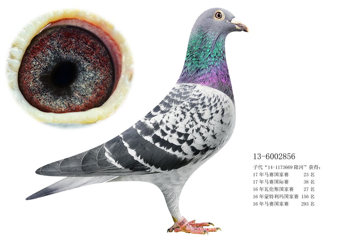 pigeon: undefined