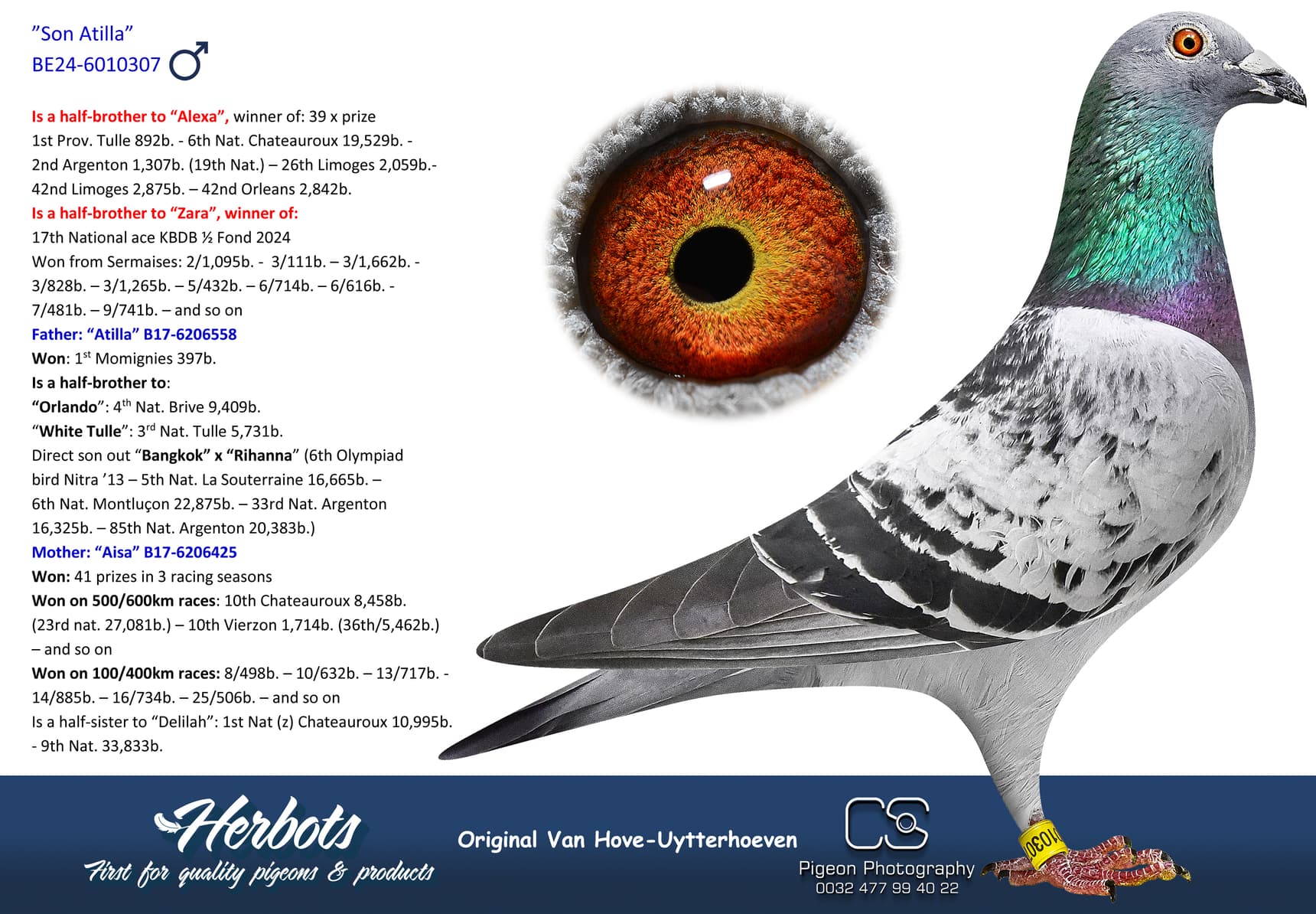 pigeon: undefined