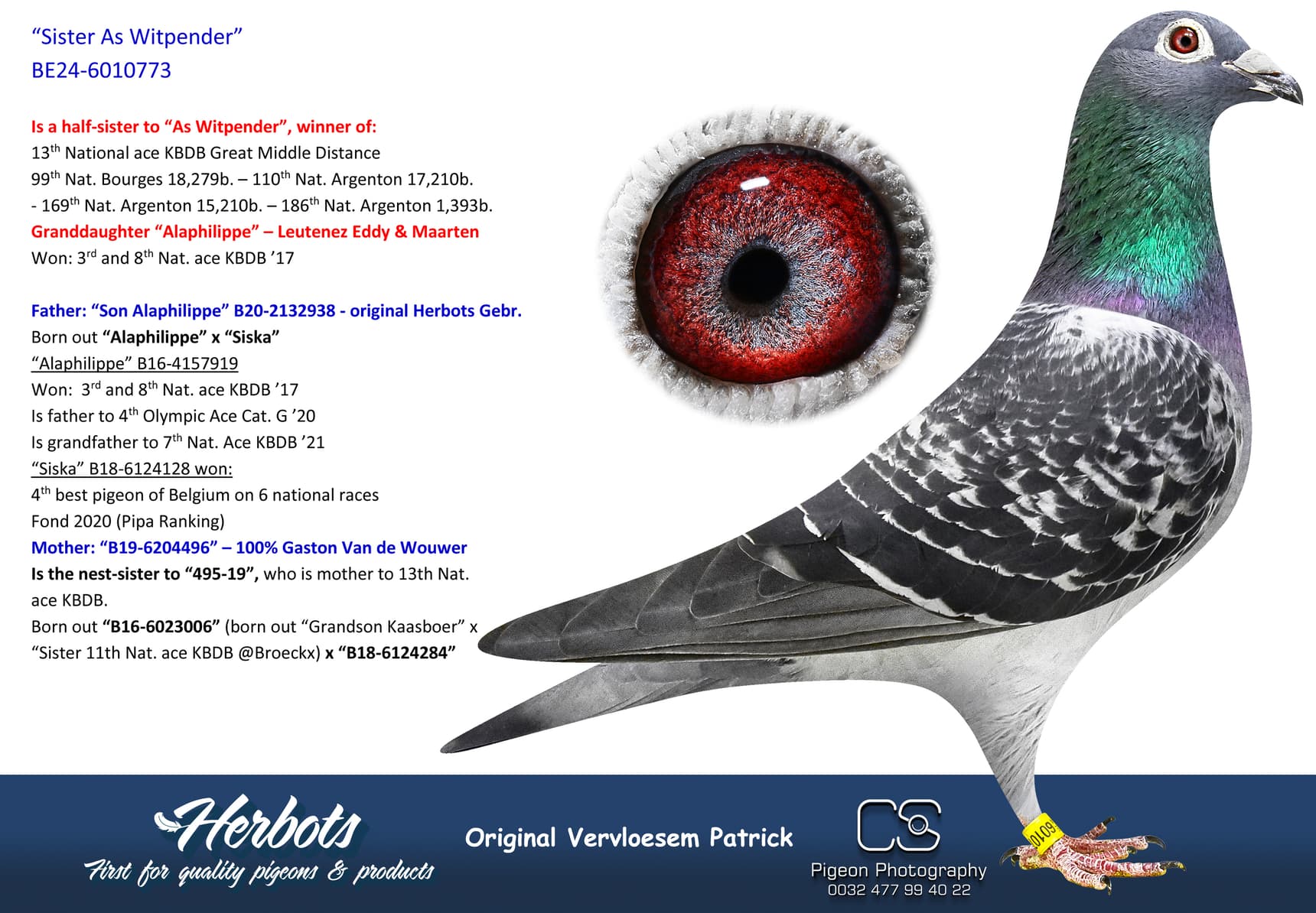 pigeon: undefined