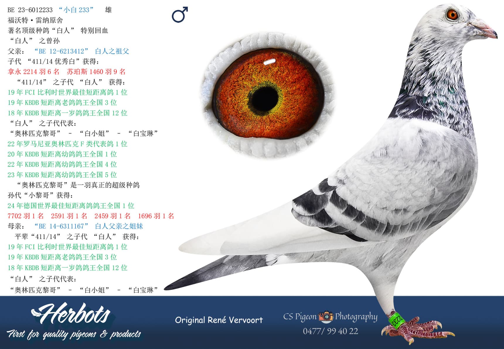 pigeon: undefined