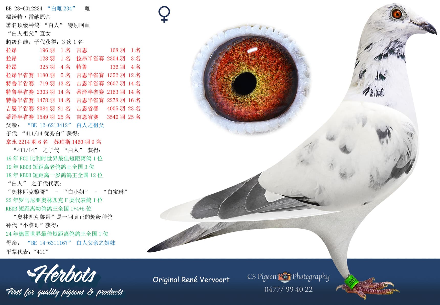 pigeon: undefined