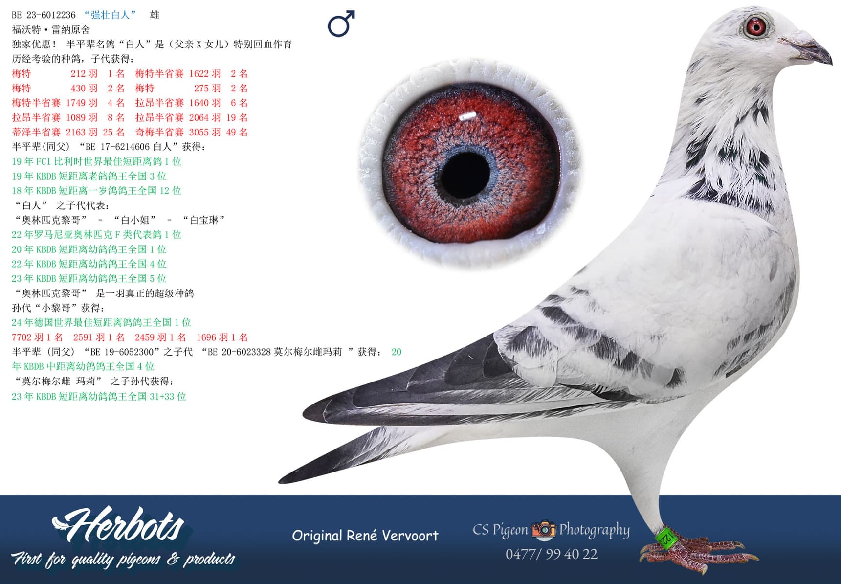 pigeon: undefined
